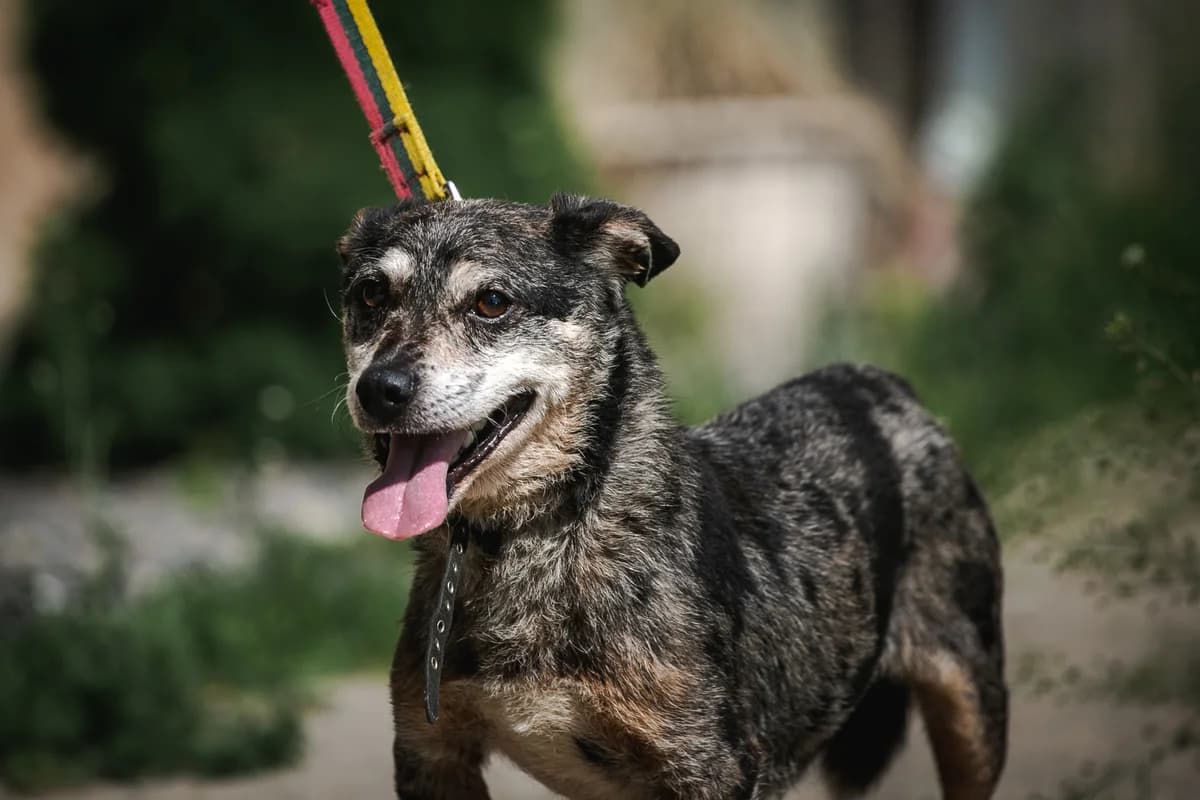 ČIRVIRVIR, senior Mixed Breed for adoption at Penkta Koja, Linksmakalnis