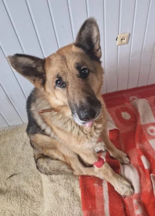 Mažylis, male Mixed Breed for adoption at Plungės Priglaustukai, Plungė