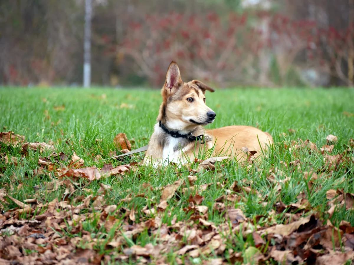 Tedis, male Mixed Breed for adoption at Plungės Priglaustukai, Plungė