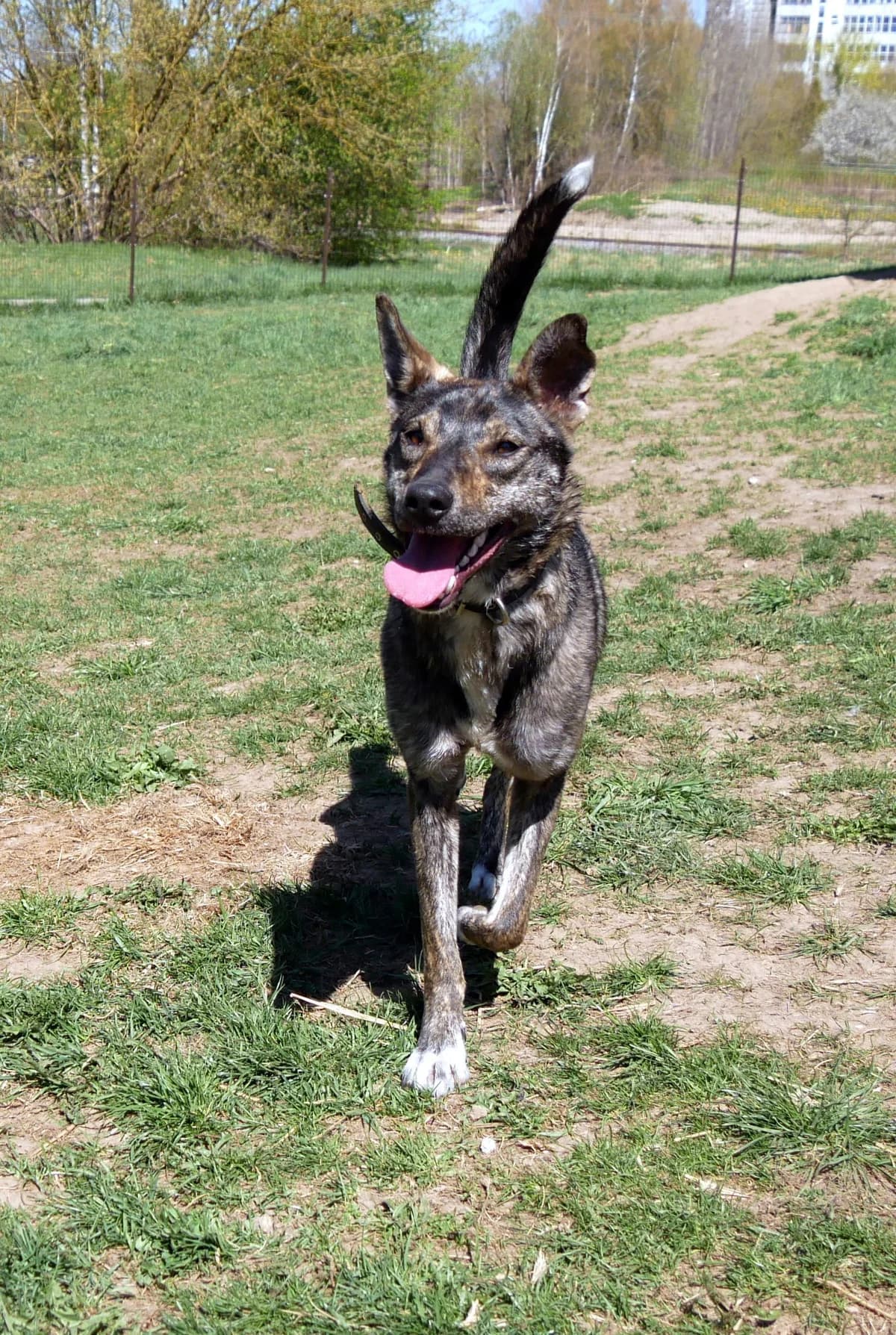 RĖJA, female Mixed Breed for adoption at Plungės Priglaustukai, Plungė