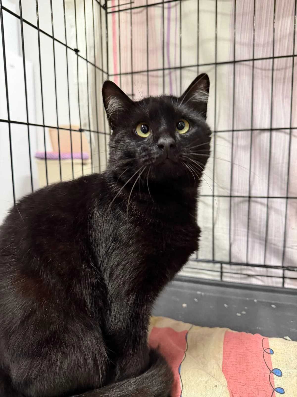 Lapis, male Mixed Breed for adoption at Kačių prieglauda Rožinė Pėdutė, Kaunas