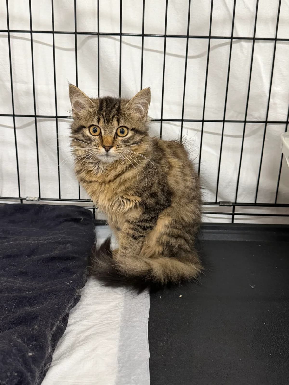 Pūkėja, female Mixed Breed for adoption at Kačių prieglauda Rožinė Pėdutė, Kaunas
