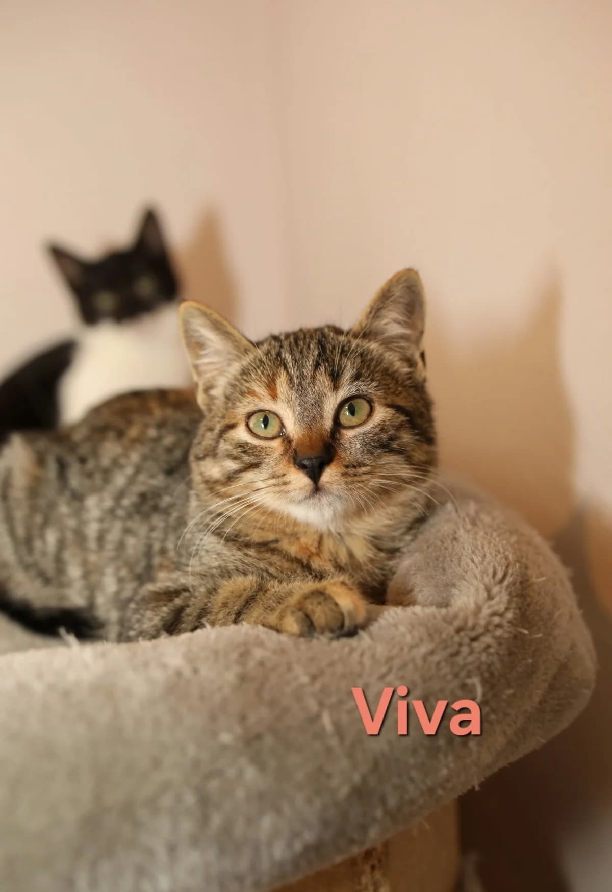 Viva, female Mixed Breed for adoption at Kačių prieglauda Rožinė Pėdutė, Kaunas
