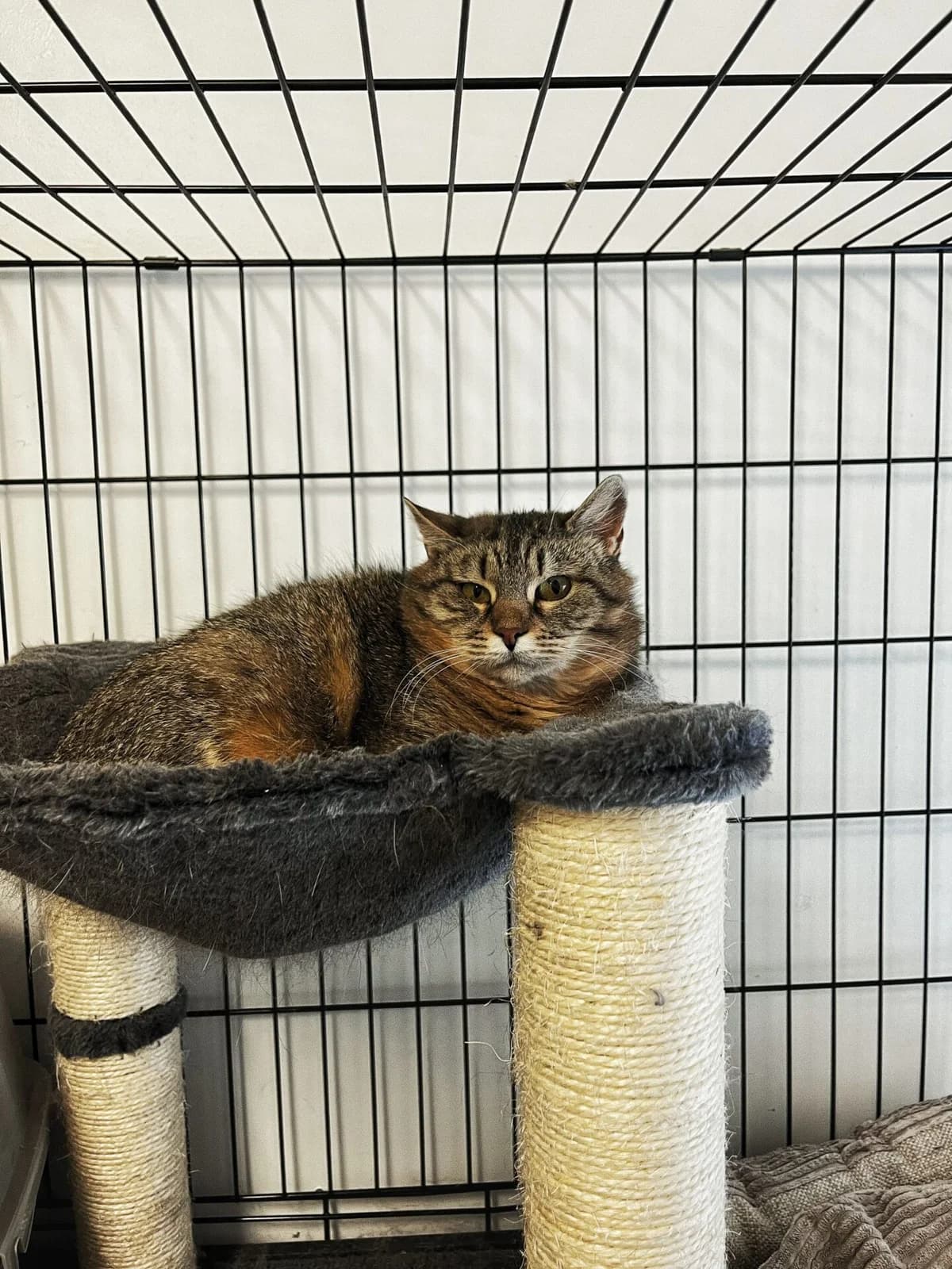 Zarė, female Mixed Breed for adoption at Kačių prieglauda Rožinė Pėdutė, Kaunas
