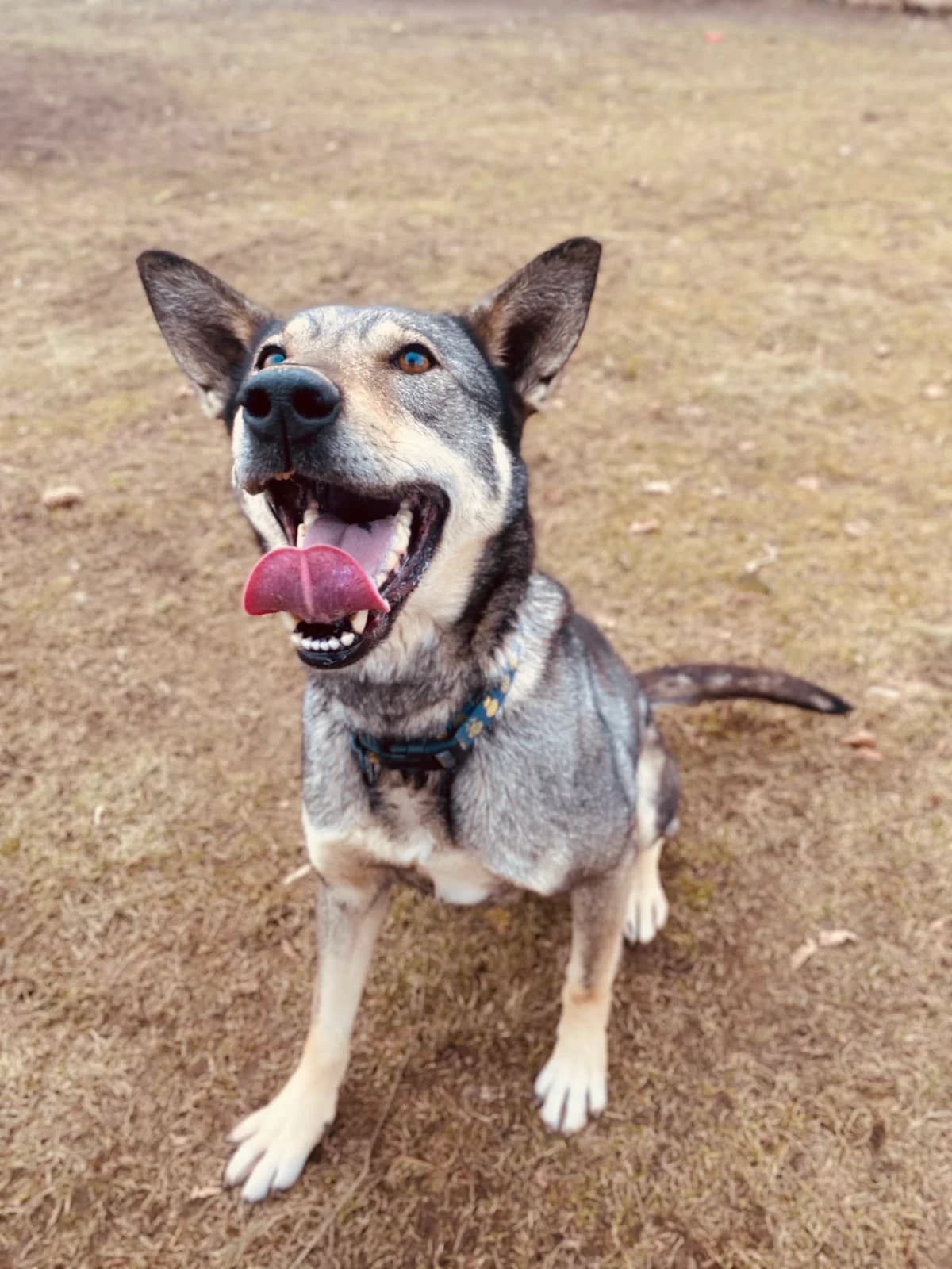 NAIRA, 5yo Mixed Breed for adoption at Šiaulių Letenėlė