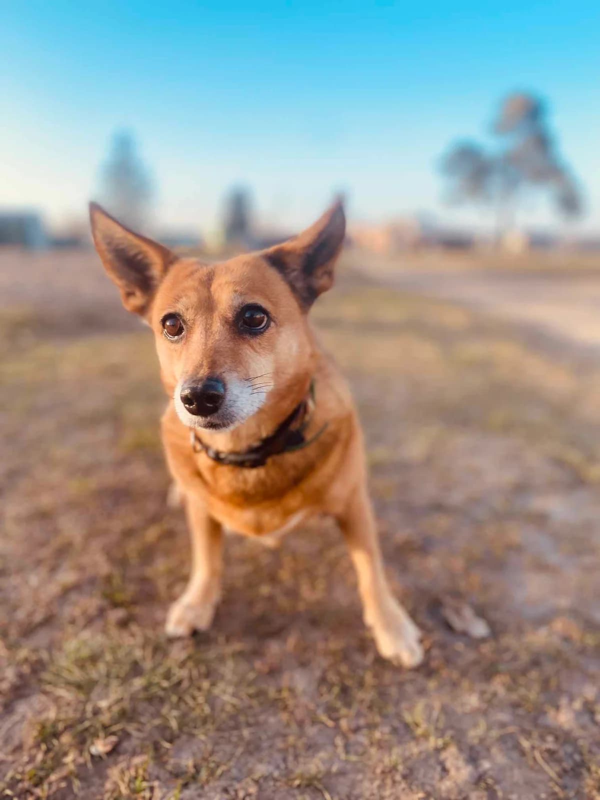 RUDĖ, female Mixed Breed for adoption at Šiaulių Letenėlė