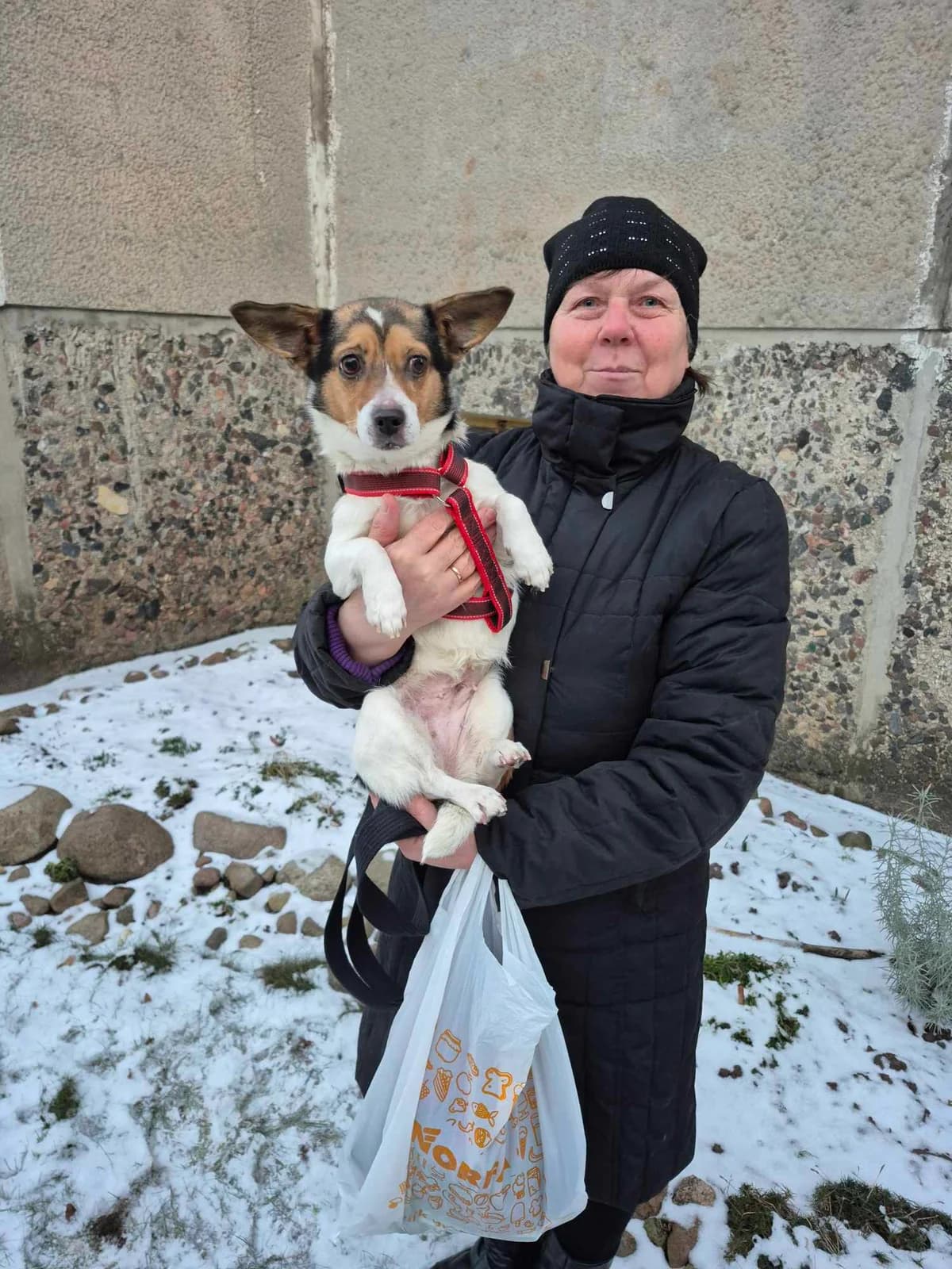 MARMĖ IR MURTĖ, male Mixed Breed for adoption at Šiaulių Letenėlė