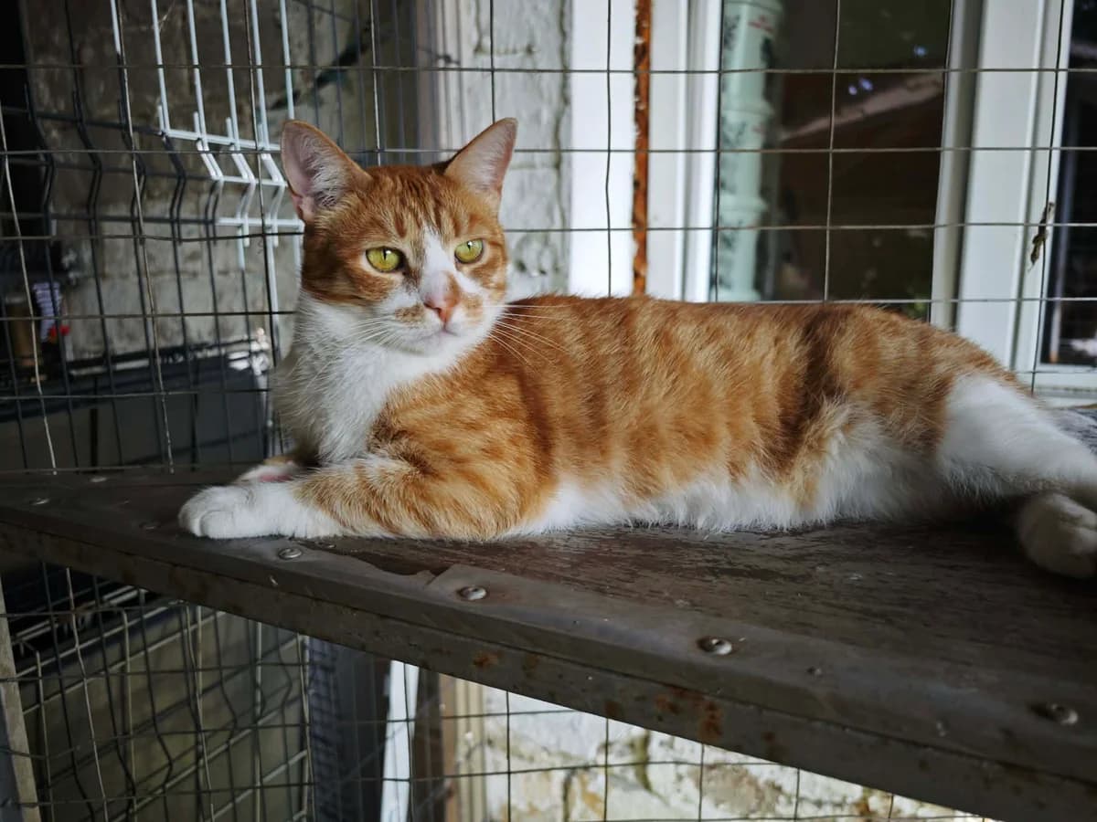 AVIACIJOS KATUKAI-SŪRIS, male Mixed Breed for adoption at Šiaulių Letenėlė