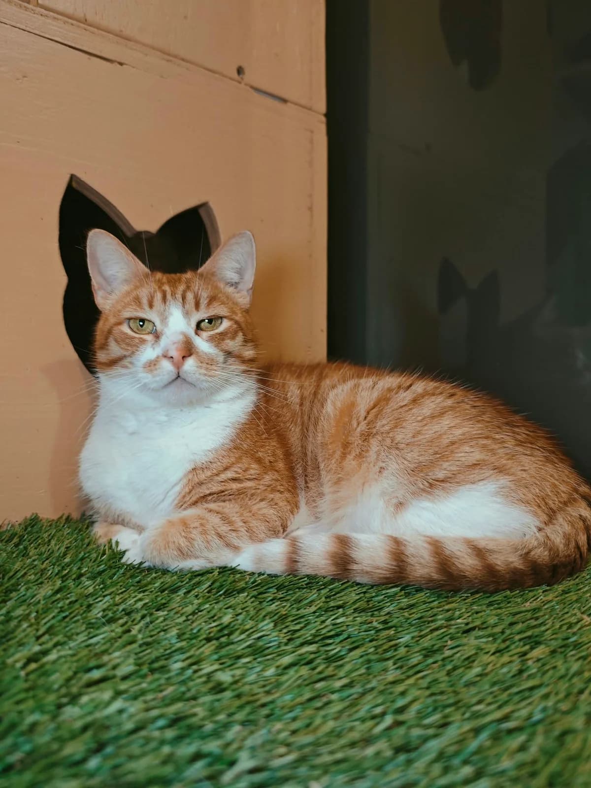 AVIACIJOS KATUKAI-SŪRIS, male Mixed Breed for adoption at Šiaulių Letenėlė