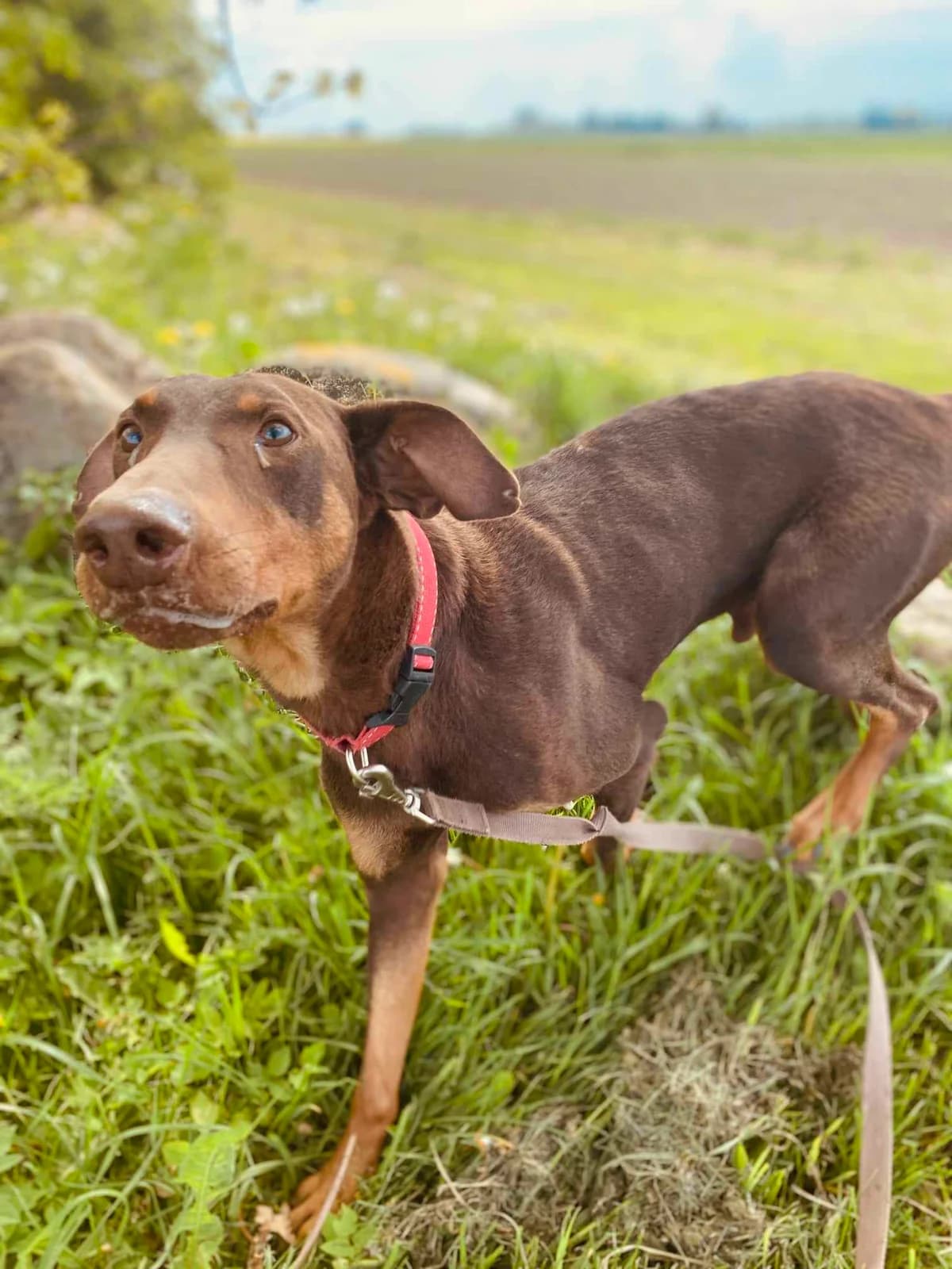 DOBIS, female Mixed Breed for adoption at Šiaulių Letenėlė