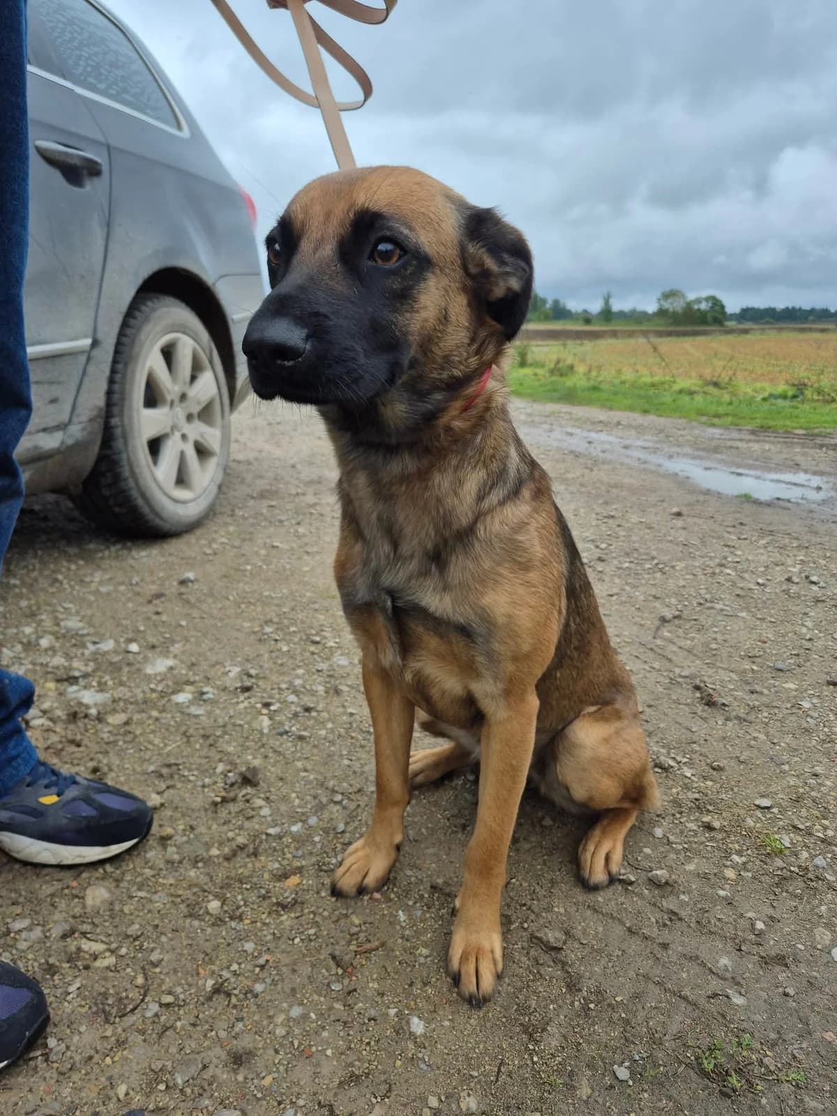 BUSIA, female Mixed Breed for adoption at Šiaulių Letenėlė