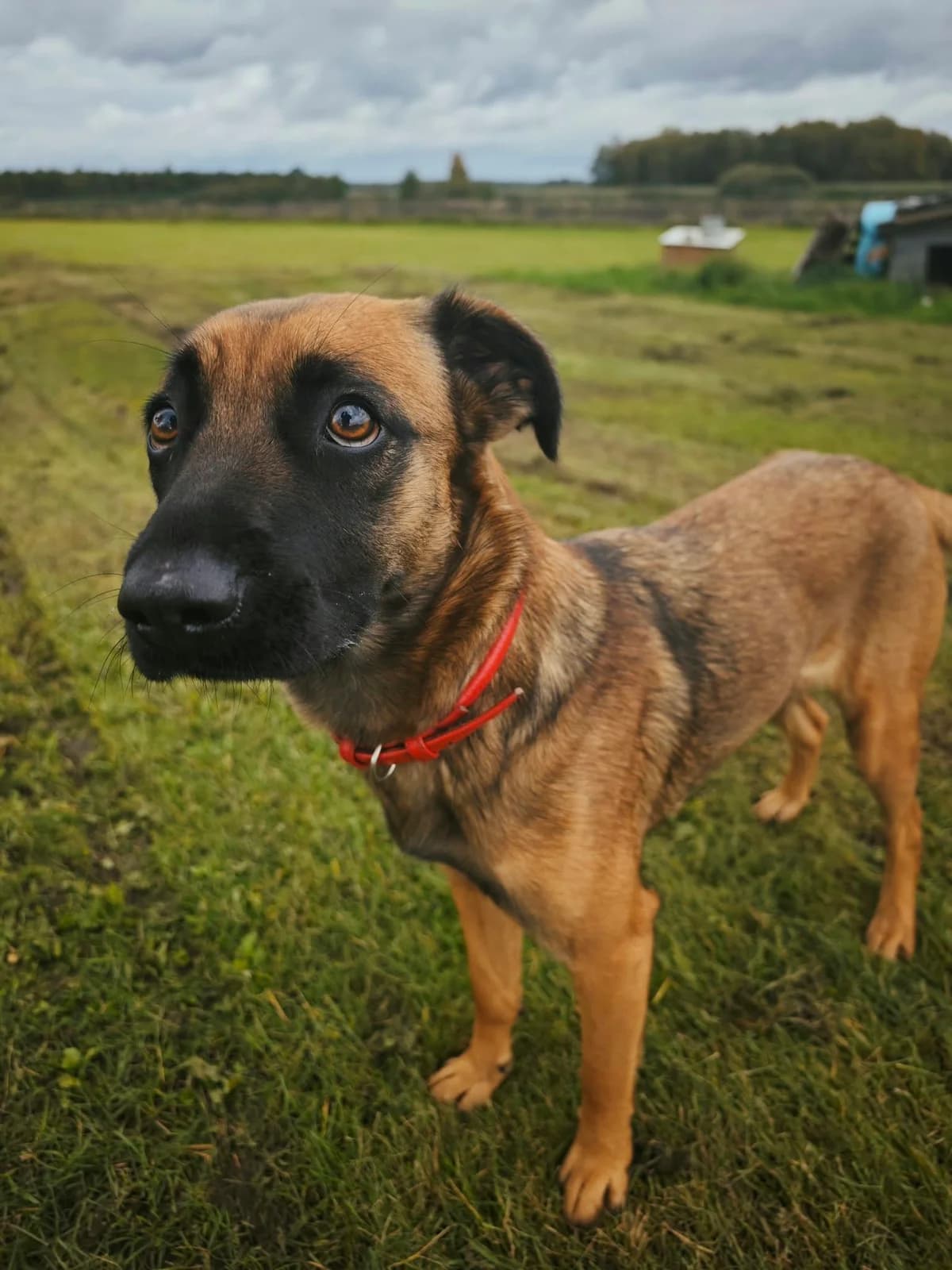 BUSIA, female Mixed Breed for adoption at Šiaulių Letenėlė