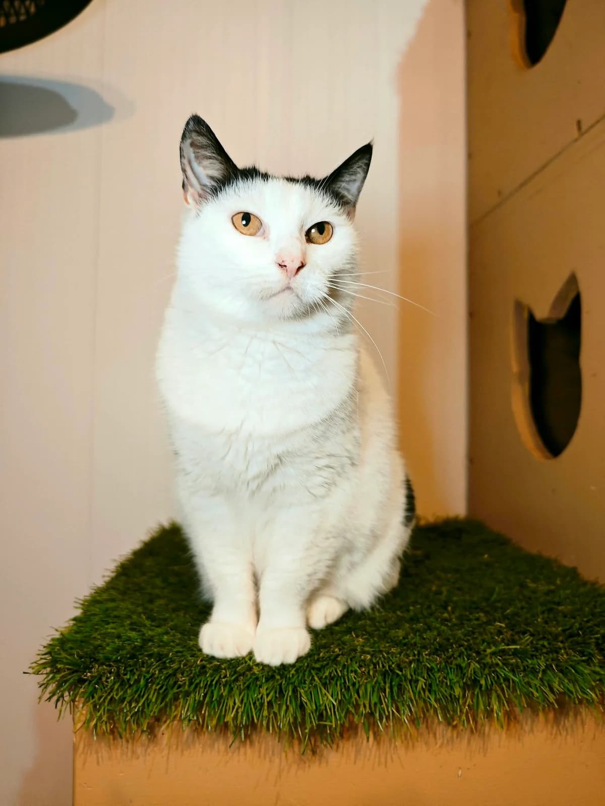EICHO, female Mixed Breed for adoption at Šiaulių Letenėlė