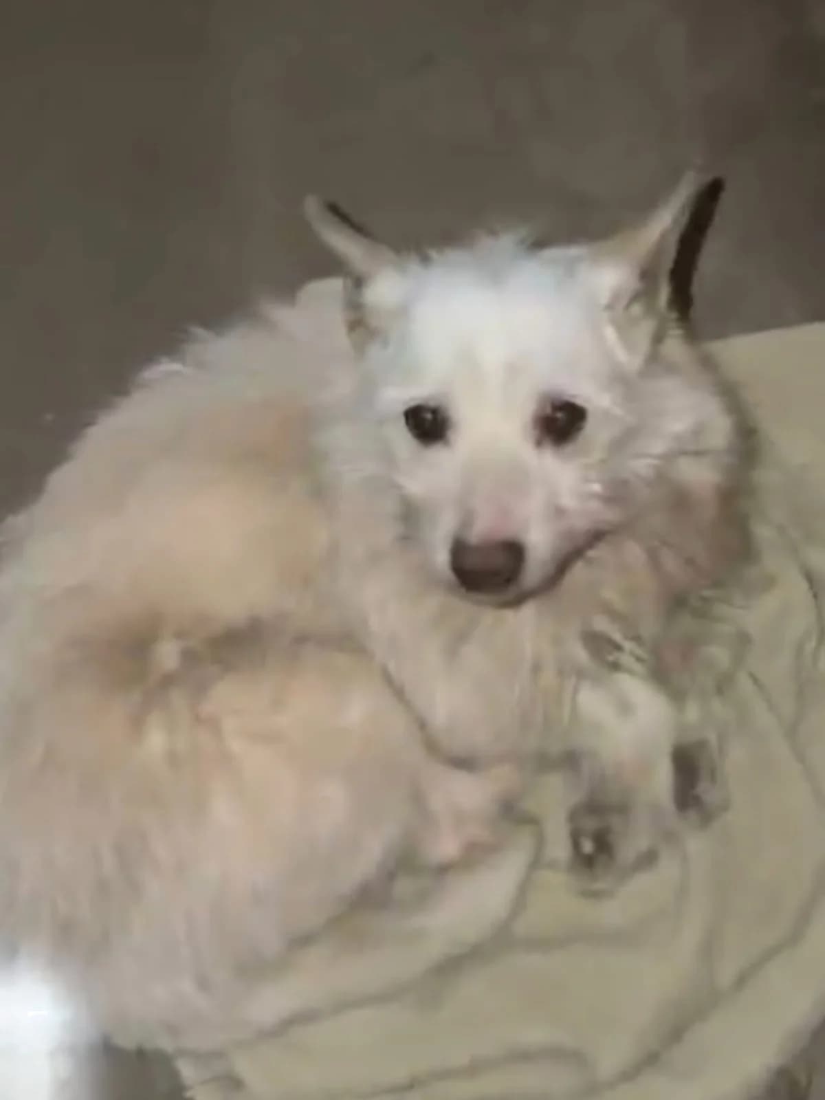 ZEFYRAS, male Mixed Breed for adoption at Šiaulių Letenėlė
