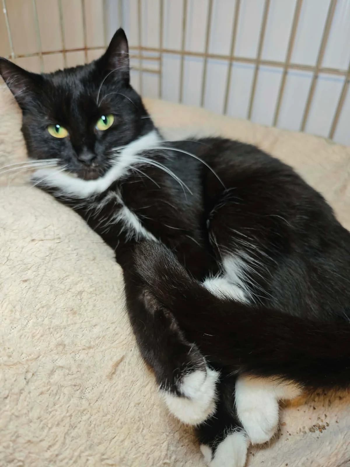 GERGŽDELIŲ KATUKAI-FAJA, female Mixed Breed for adoption at Šiaulių Letenėlė