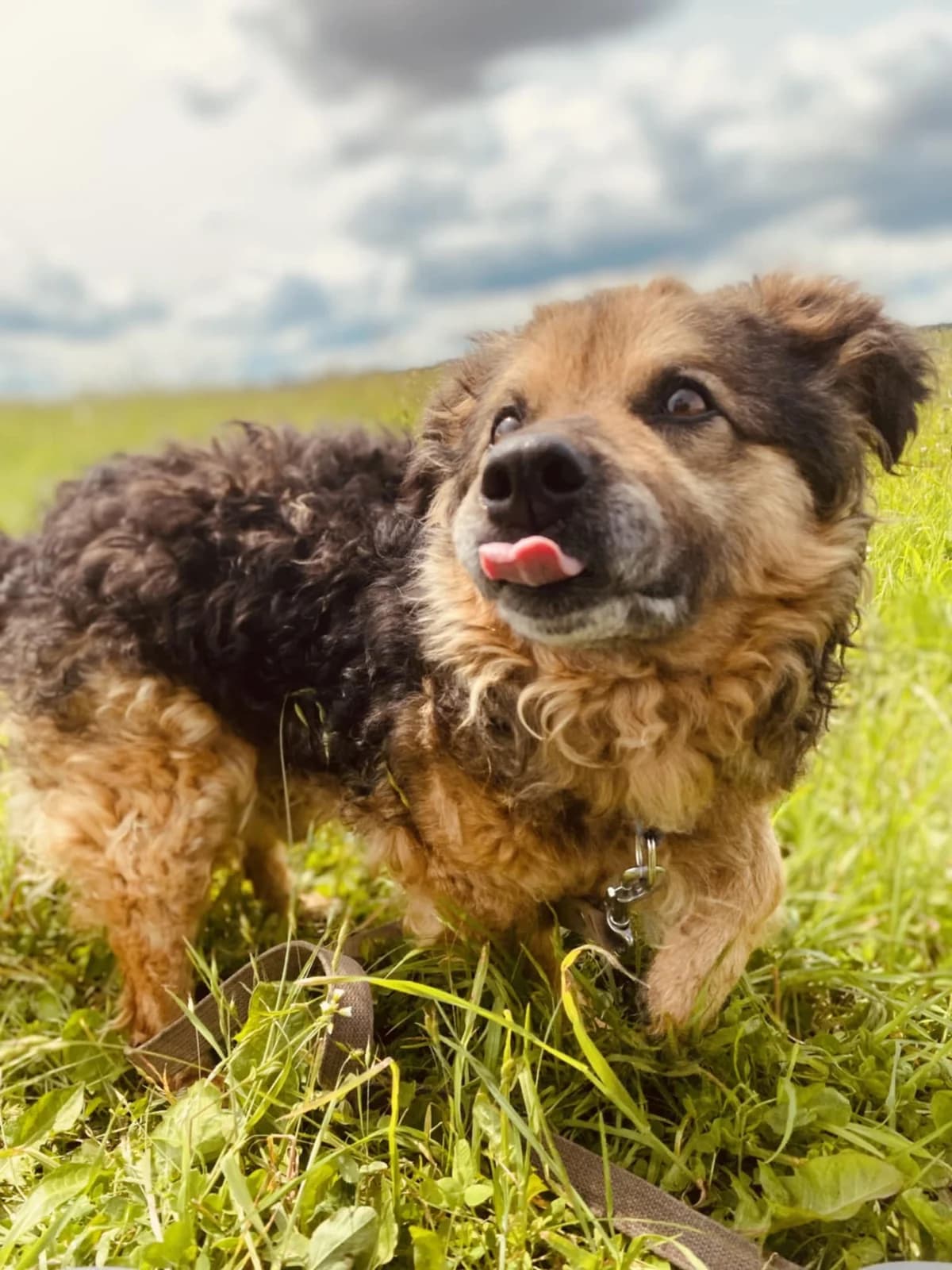 KUDLIUS, male Mixed Breed for adoption at Šiaulių Letenėlė