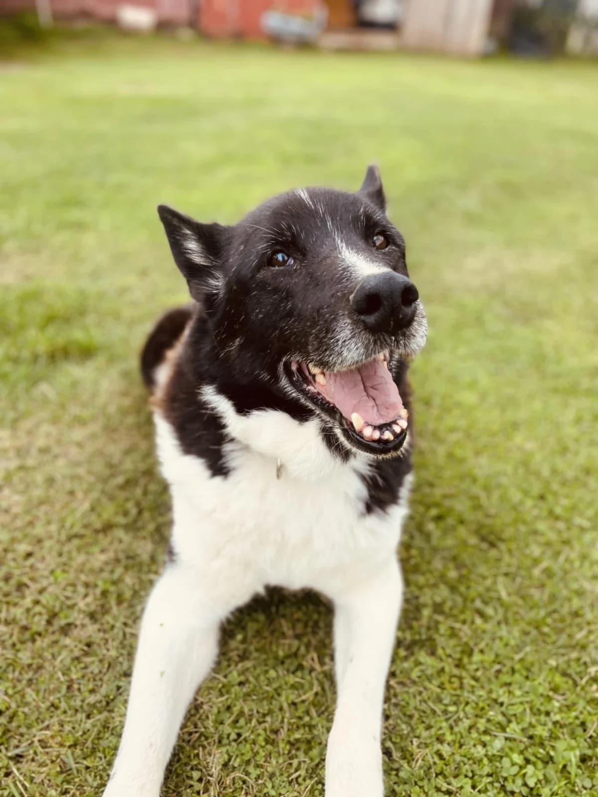 GULIVERIS, male Mixed Breed for adoption at Šiaulių Letenėlė