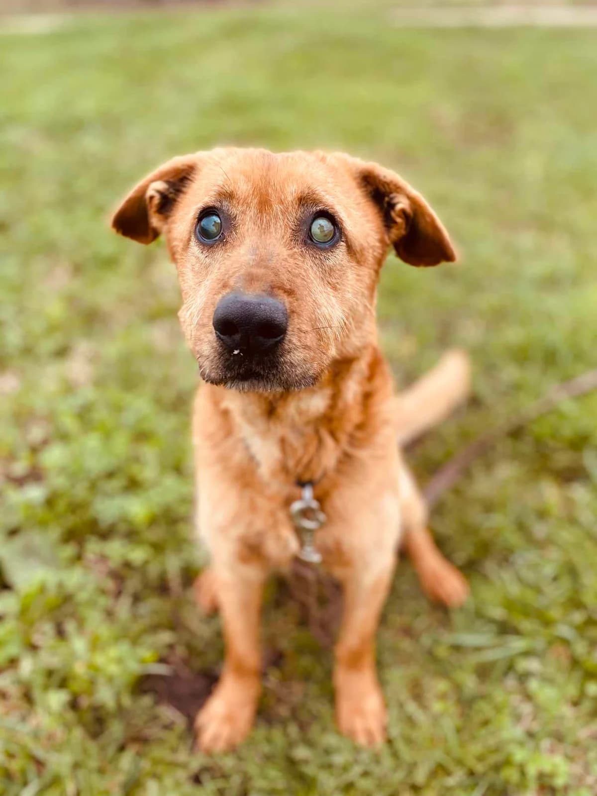 KIVIS, female Mixed Breed for adoption at Šiaulių Letenėlė