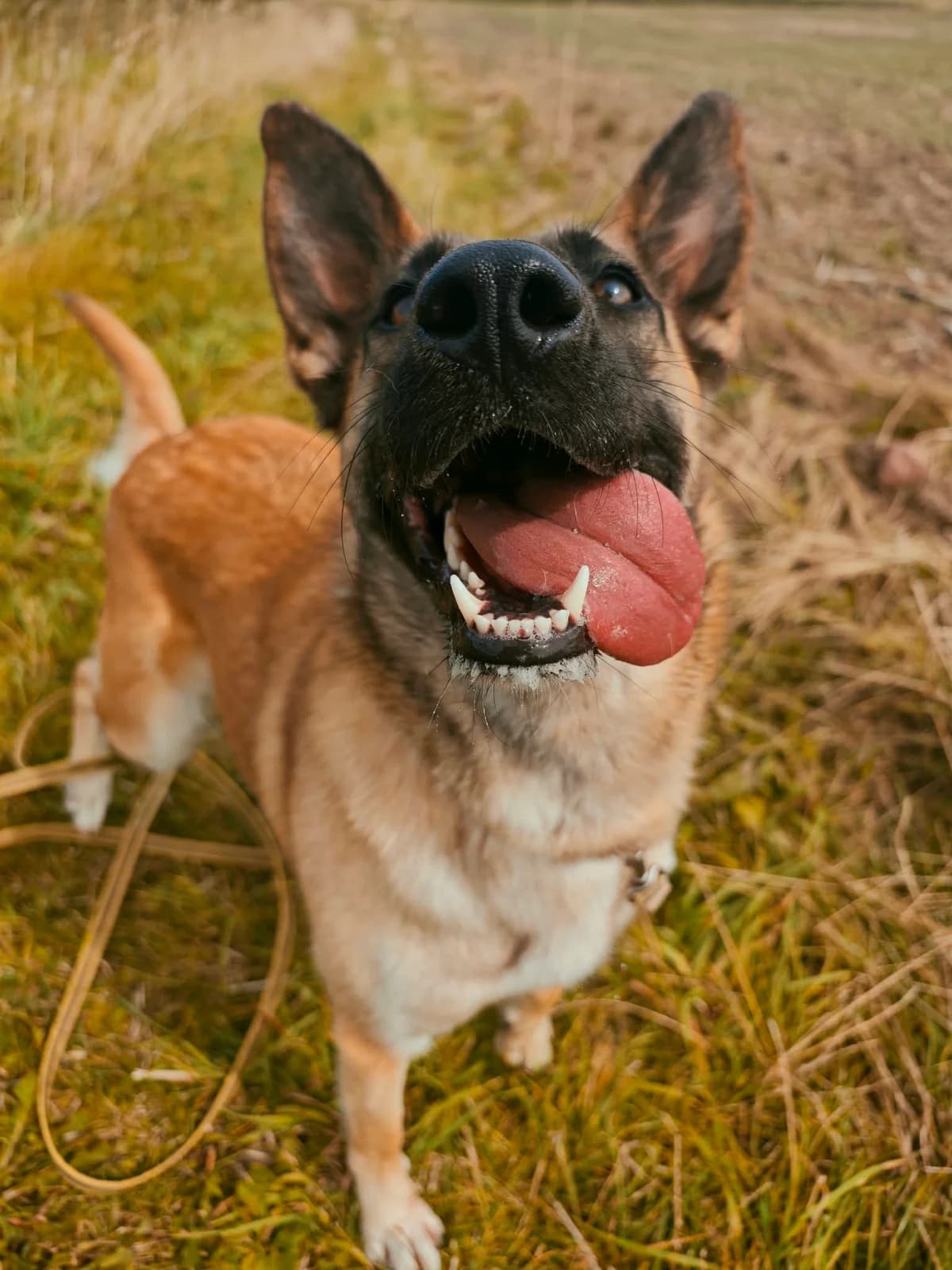 KOFI, female Mixed Breed for adoption at Šiaulių Letenėlė