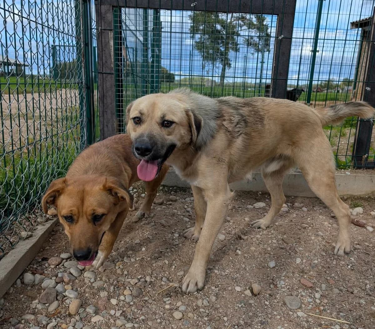 IŠ MIKOLAIČIŲ, male Mixed Breed for adoption at Šiaulių Letenėlė