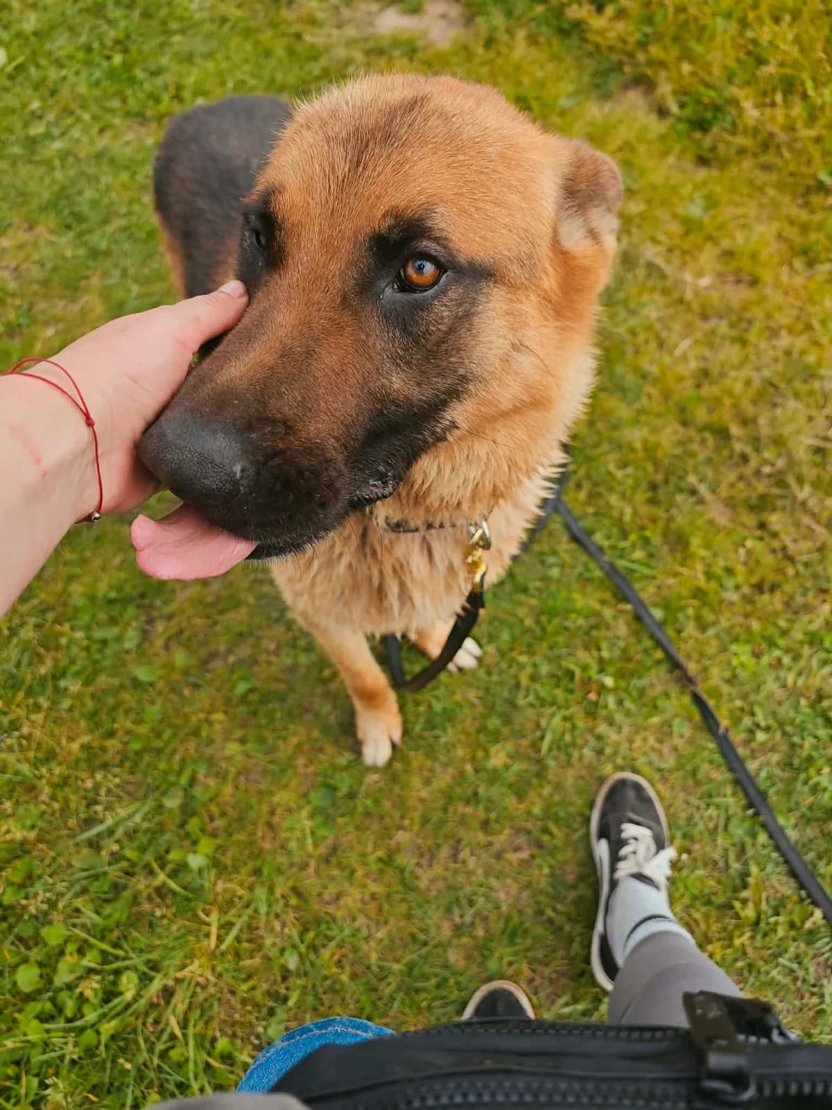 VITAMINAS, male Mixed Breed for adoption at Šiaulių Letenėlė