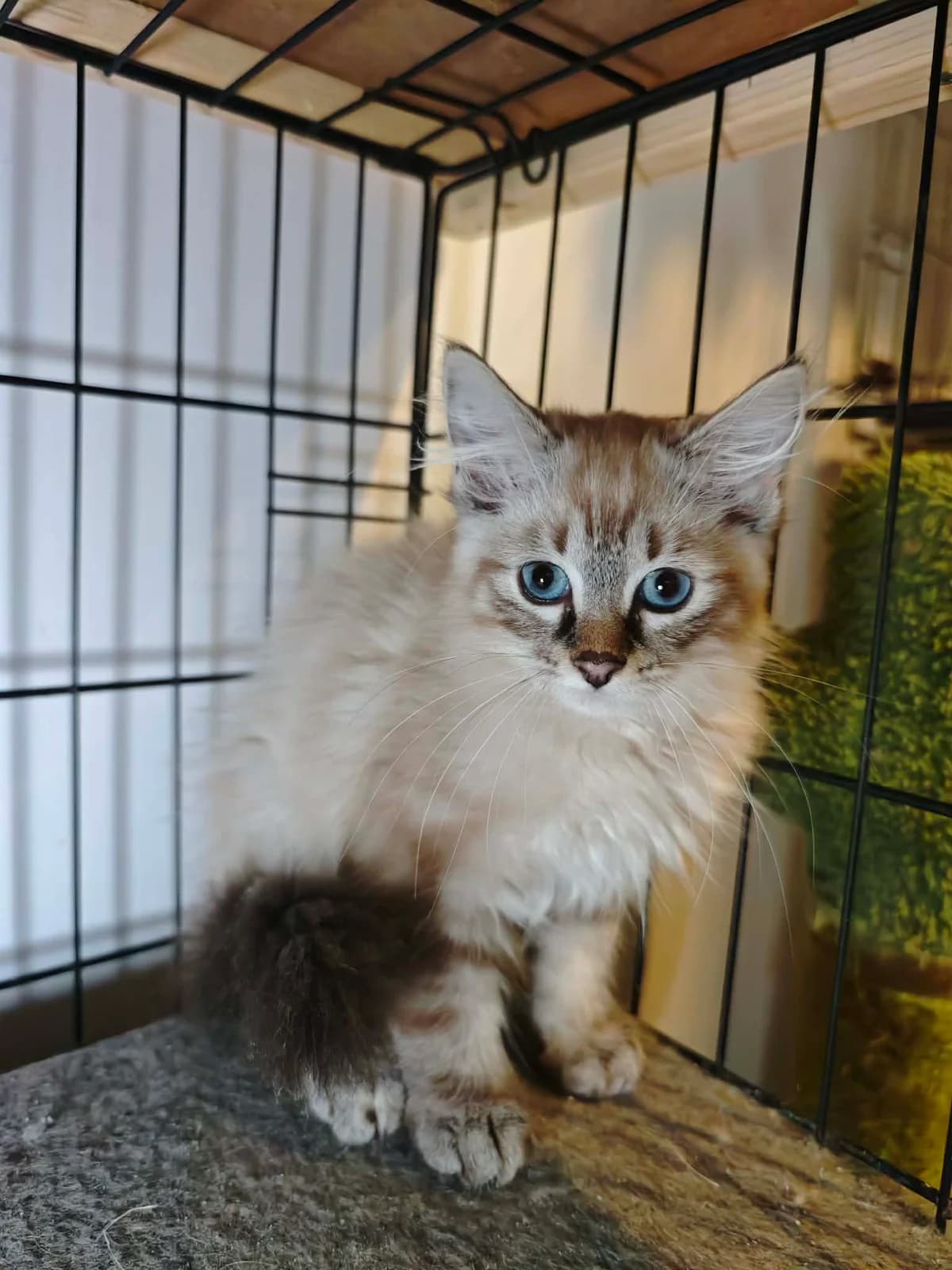 IŠ PAKAPĖS, male Mixed Breed for adoption at Šiaulių Letenėlė