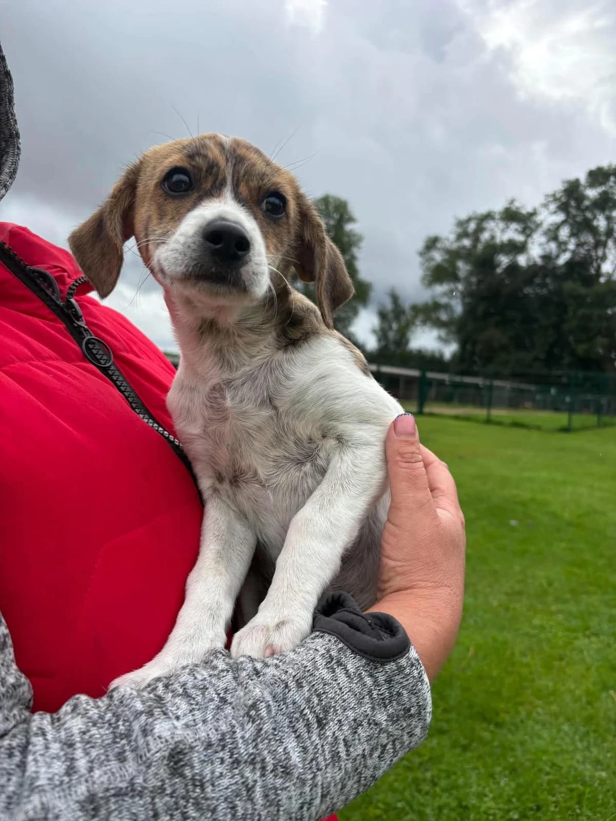 IŠ ŠILĖNŲ, female Mixed Breed for adoption at Šiaulių Letenėlė