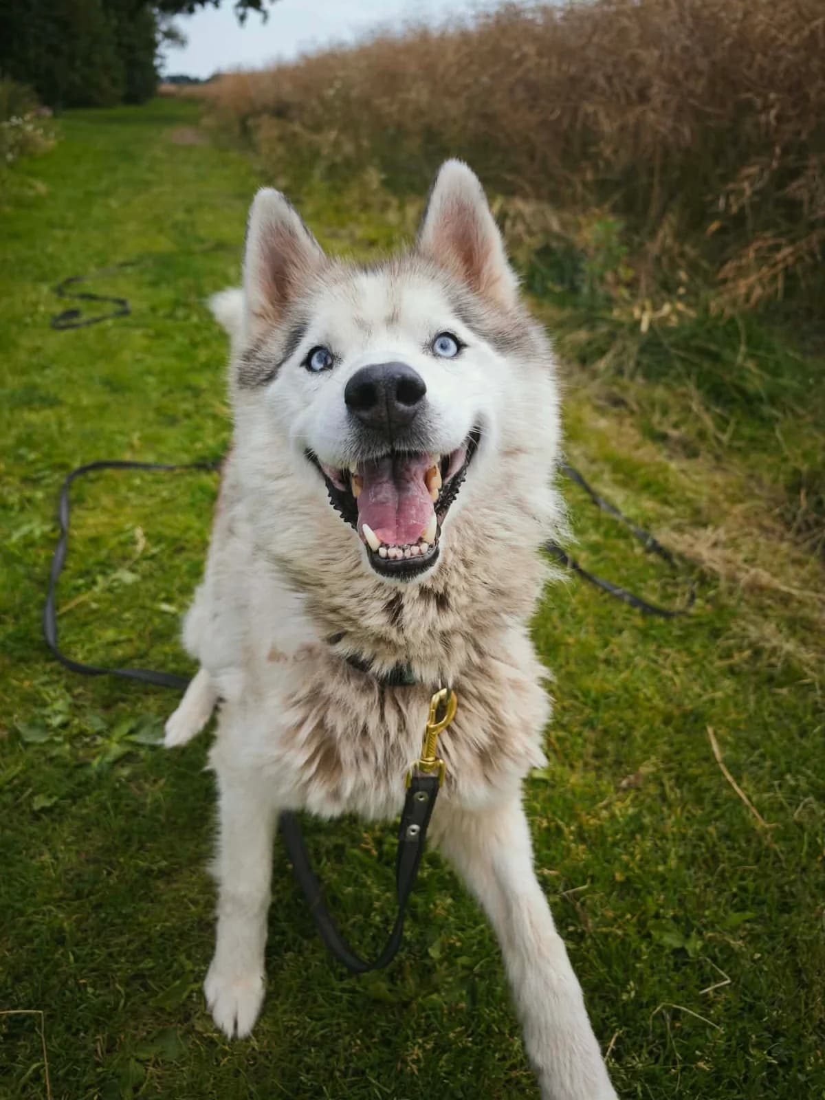 HUSAS, male Mixed Breed for adoption at Šiaulių Letenėlė