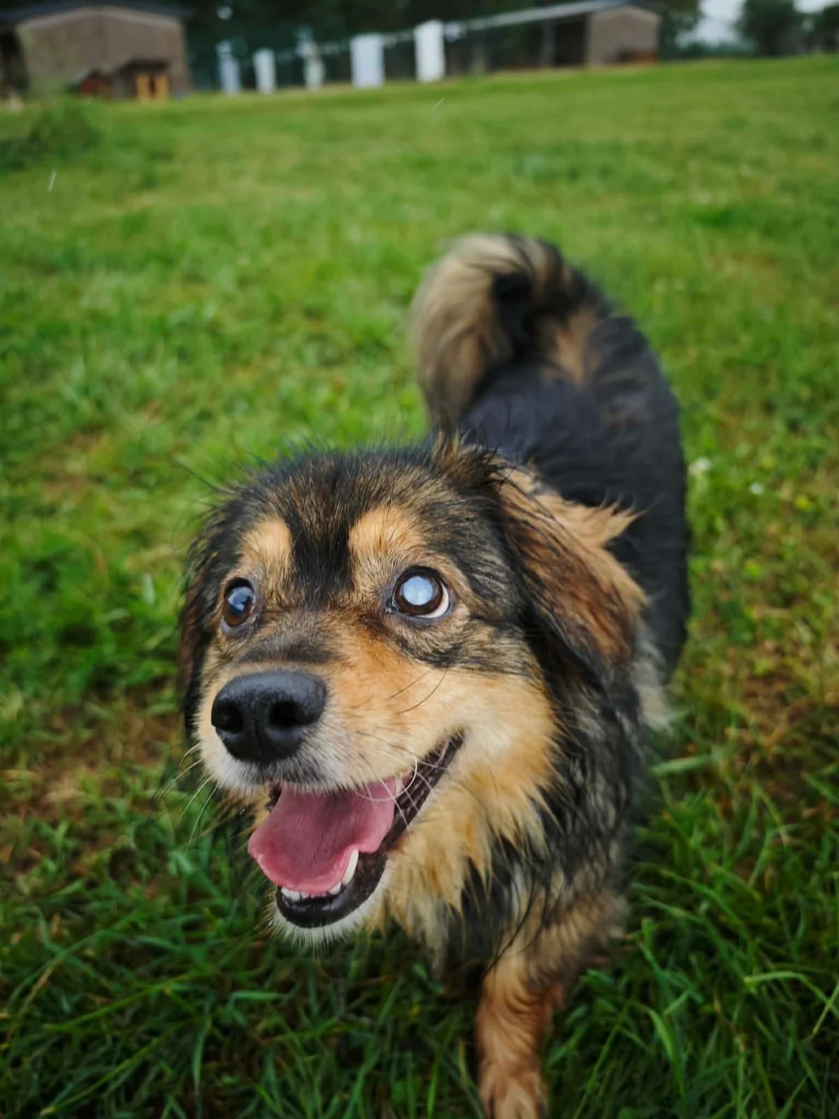 VAIBAS, male Mixed Breed for adoption at Šiaulių Letenėlė