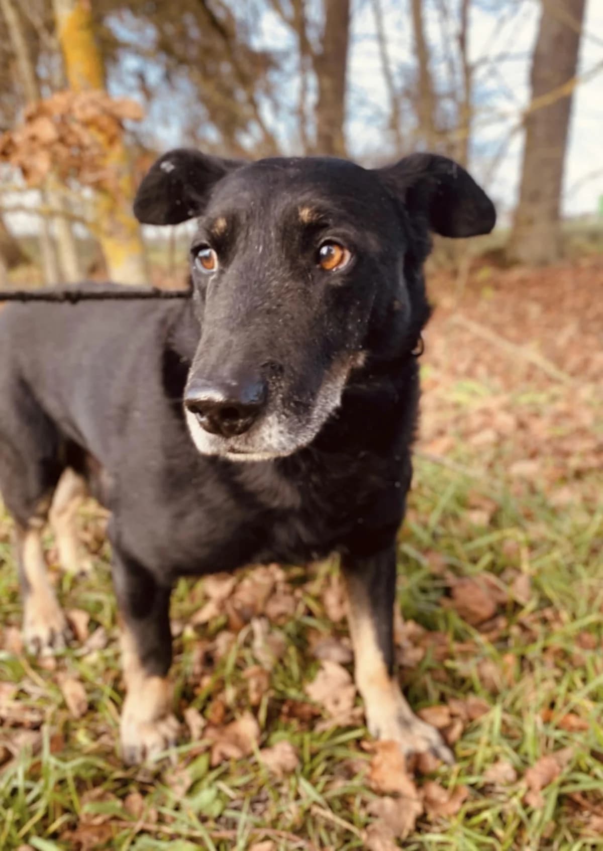 RIKIS, male senior Mixed Breed for adoption at Šiaulių Letenėlė