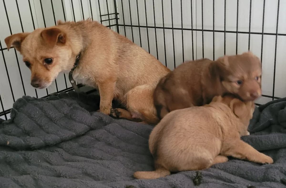 IŠ ŽEIMELIŲ, female Mixed Breed for adoption at Šiaulių Letenėlė