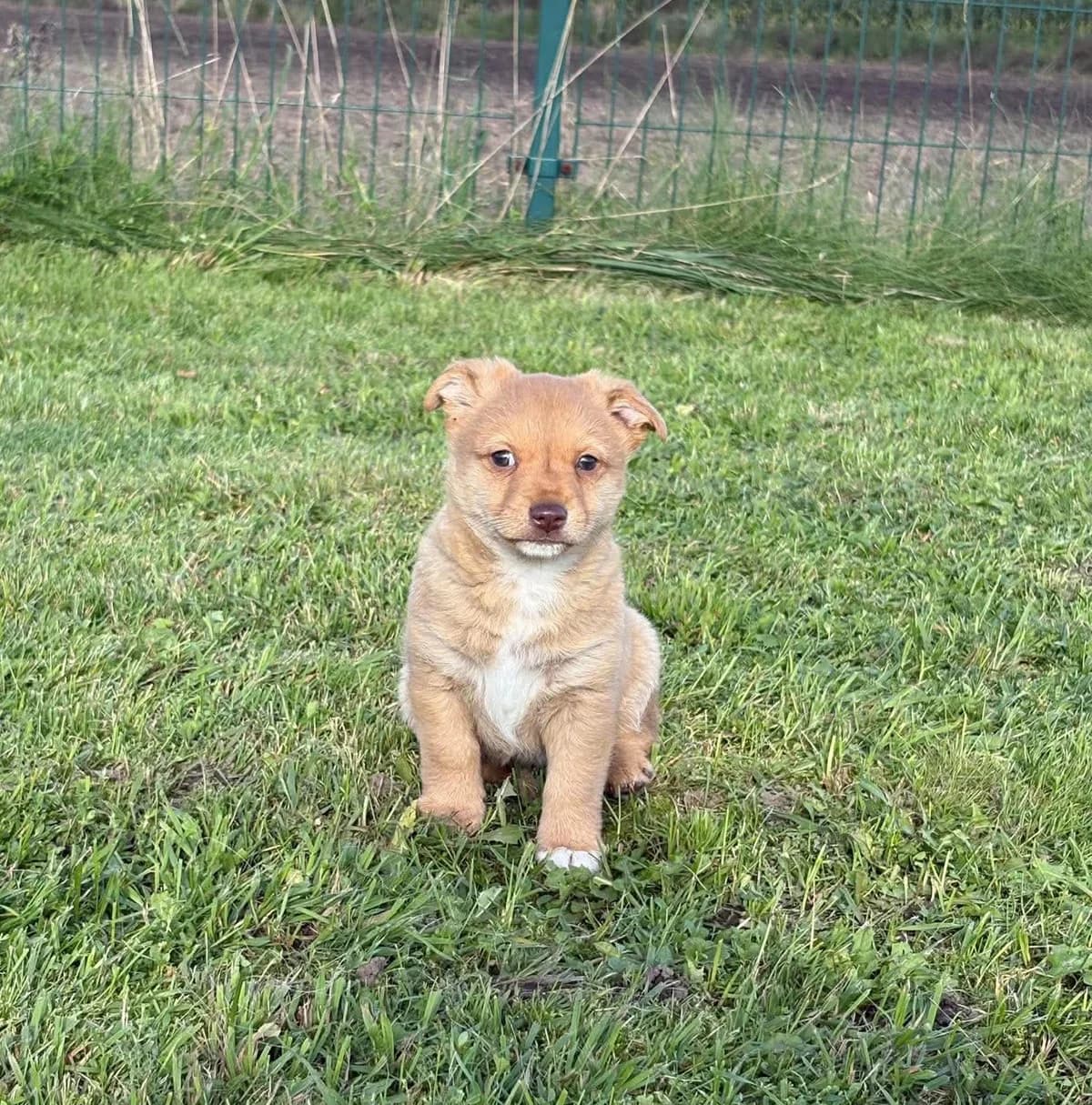 SMUGLĖS ŠEIMA, female Mixed Breed for adoption at Šiaulių Letenėlė