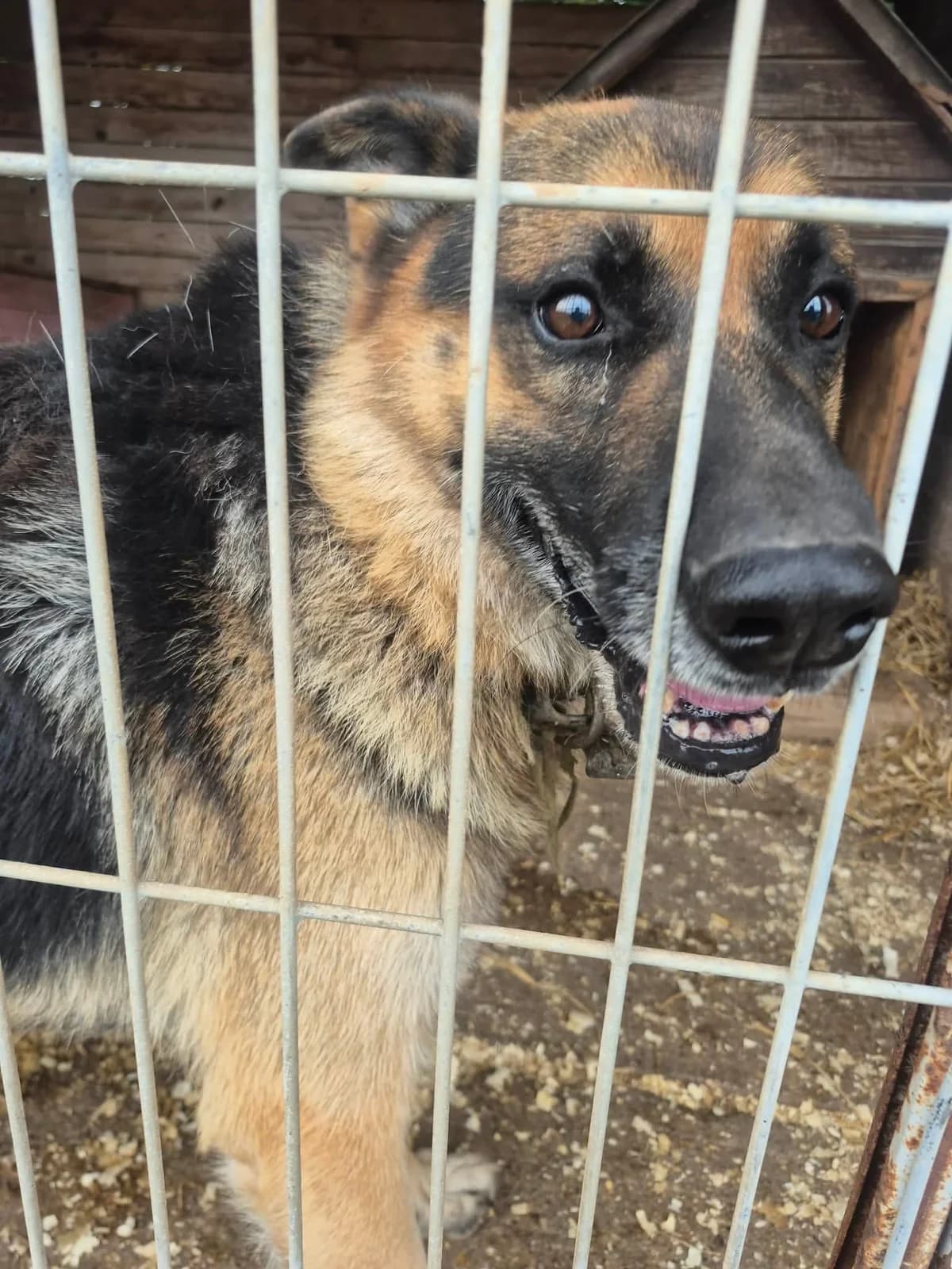 ŠVARCAS, male Mixed Breed for adoption at Šiaulių Letenėlė