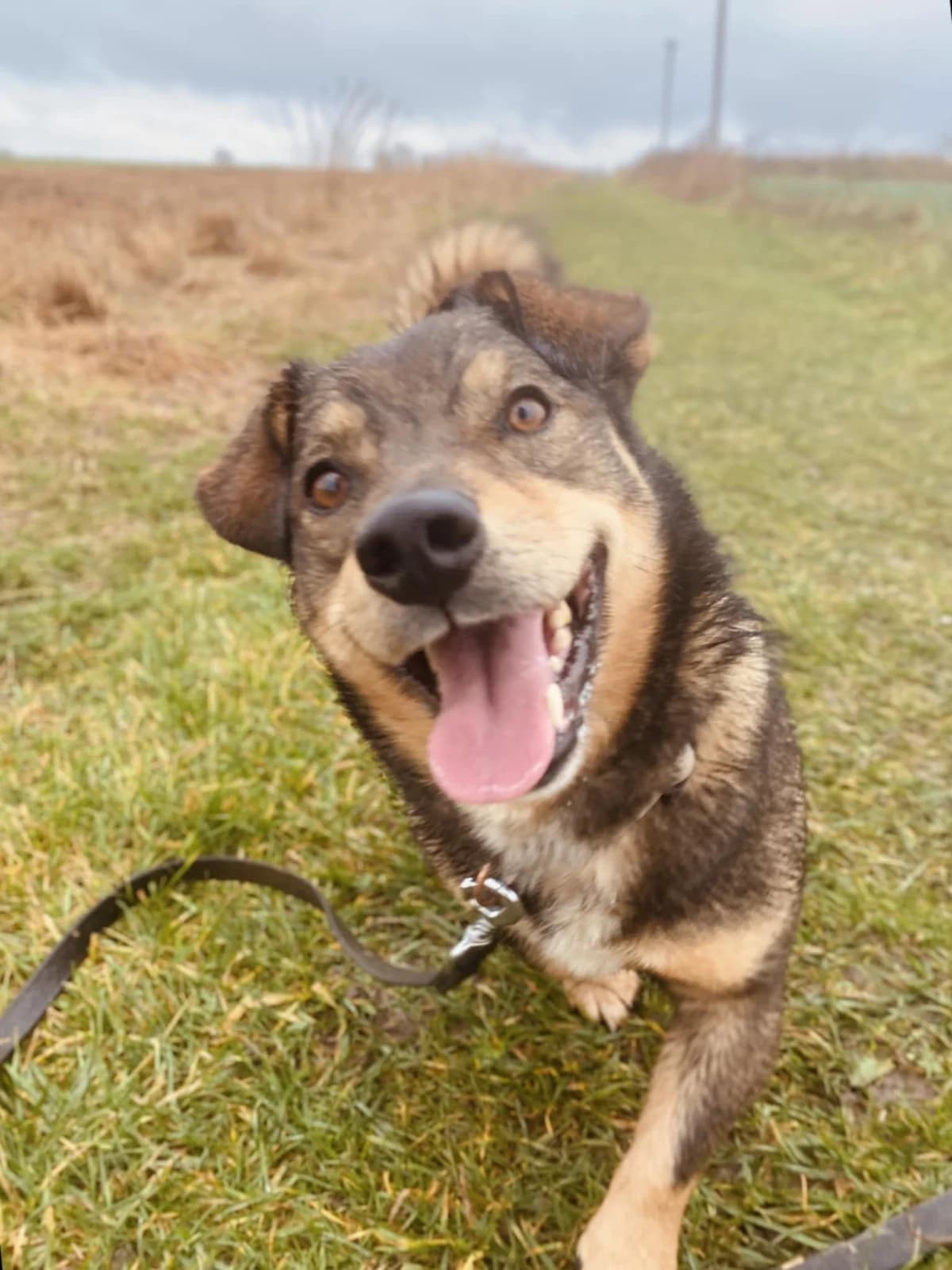 ŪPAS, male Mixed Breed for adoption at Šiaulių Letenėlė