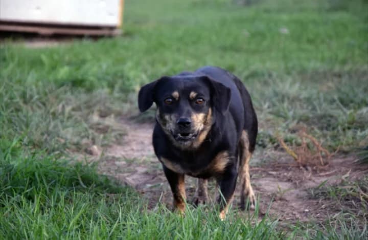 TENA, female Mixed Breed for adoption at Šiaulių Letenėlė