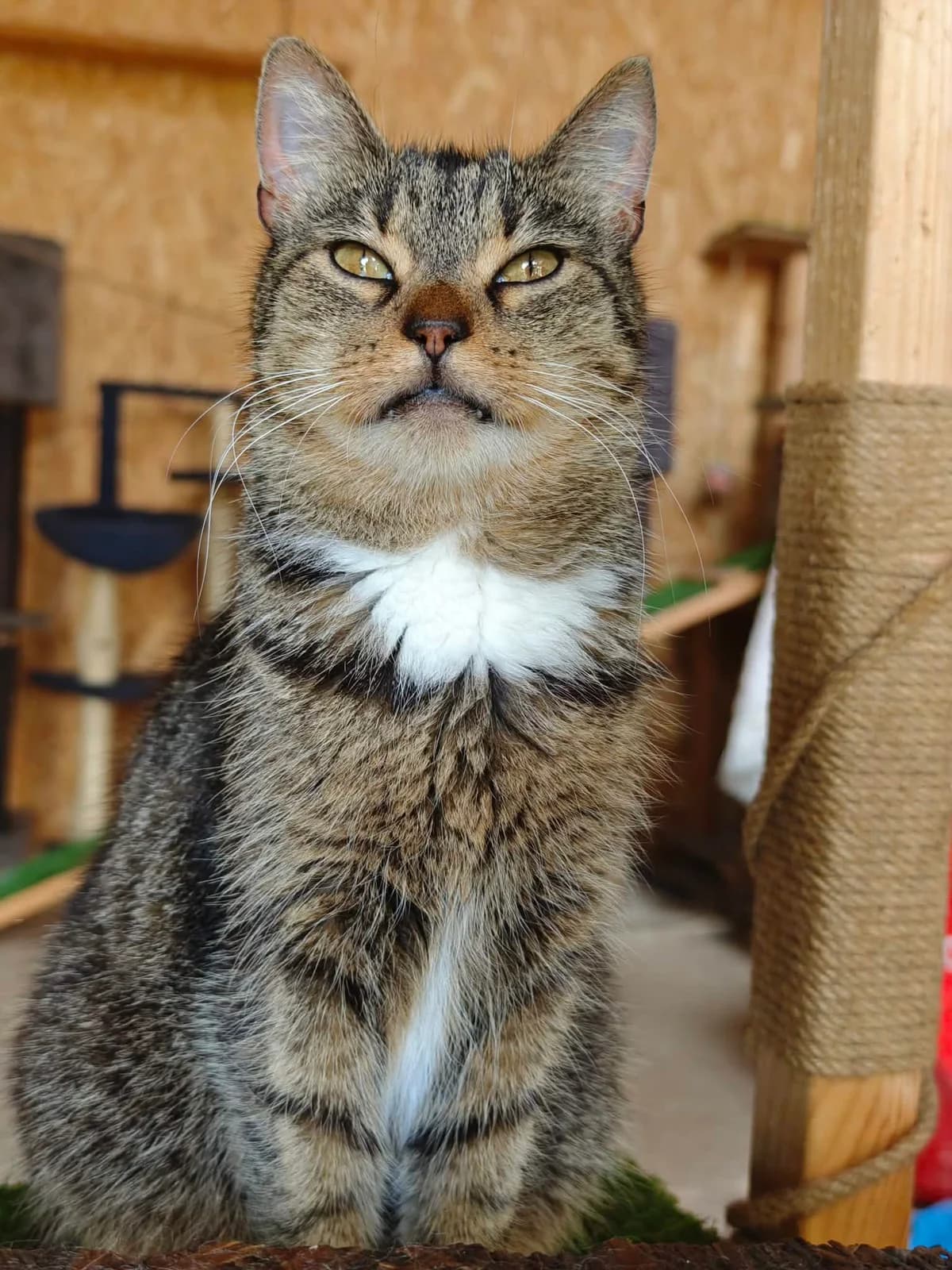 PENKTA, female Mixed Breed for adoption at Šiaulių Letenėlė