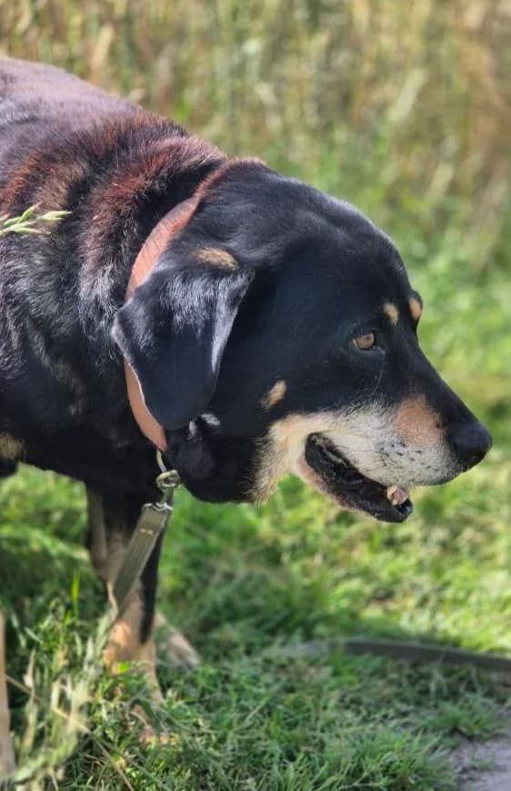 KAUKAS, male Mixed Breed for adoption at Šiaulių Letenėlė
