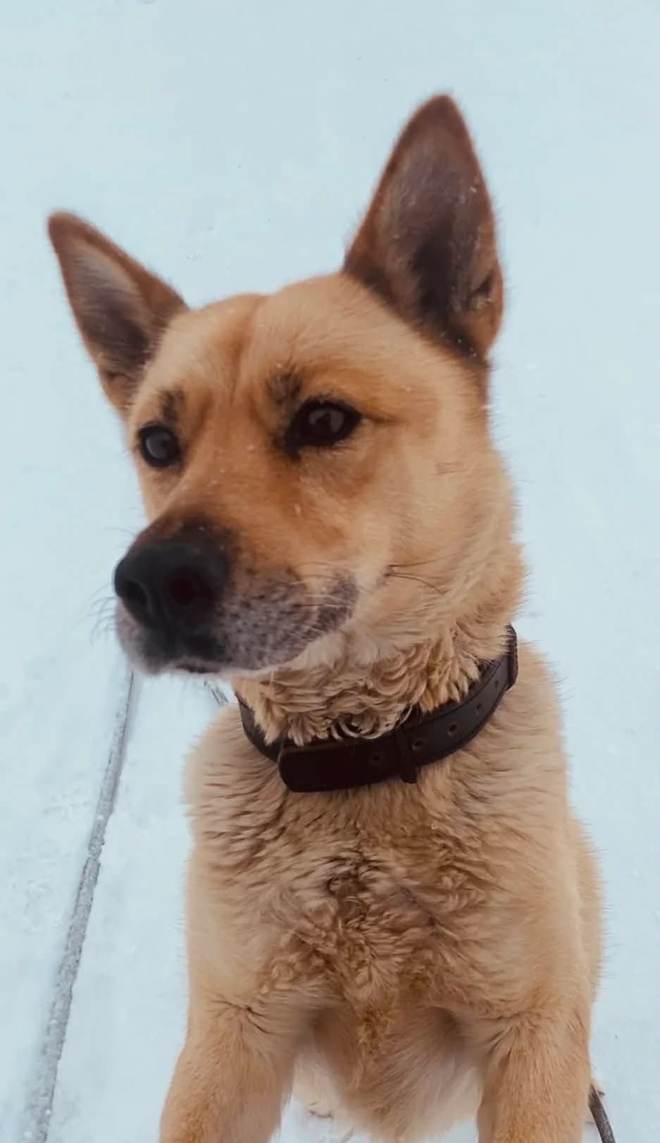 LAIKA, female senior Mixed Breed for adoption at Šiaulių Letenėlė