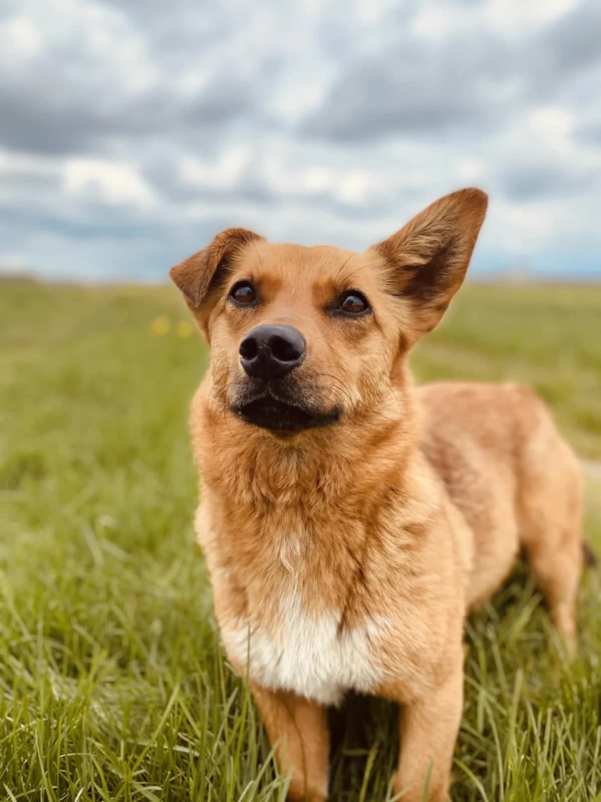 TILI, MAURILĖ, GELSĖ, female Mixed Breed for adoption at Šiaulių Letenėlė