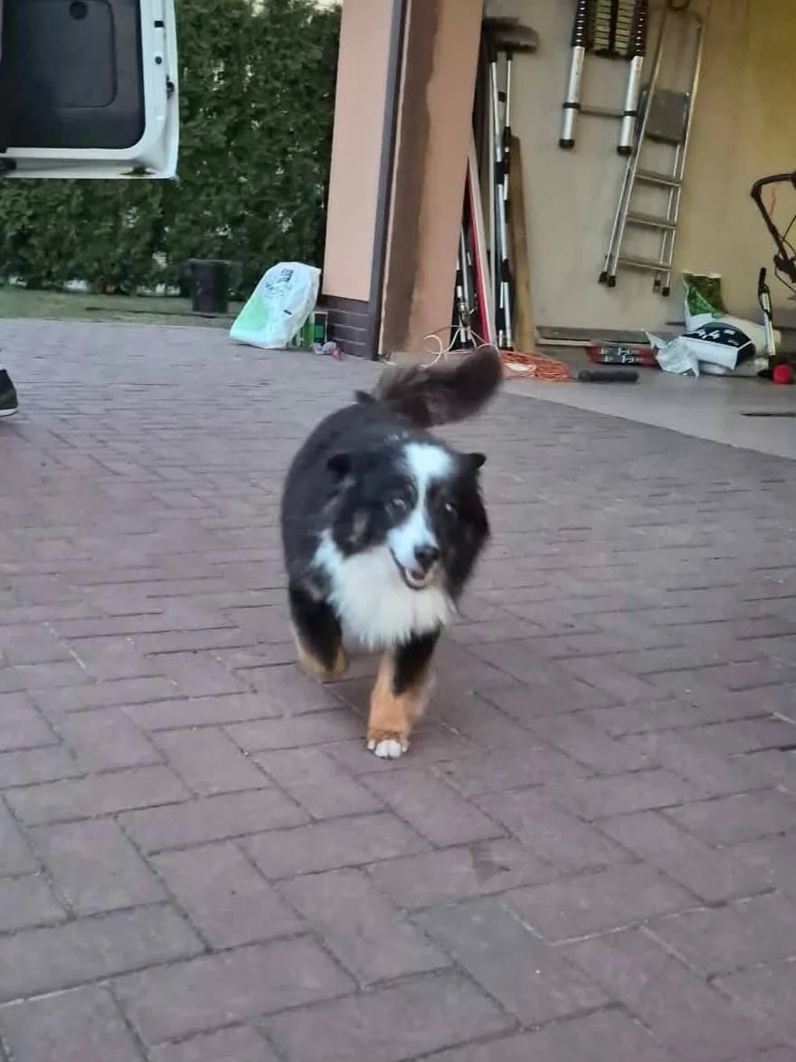 NORIS, male Mixed Breed for adoption at Šiaulių Letenėlė