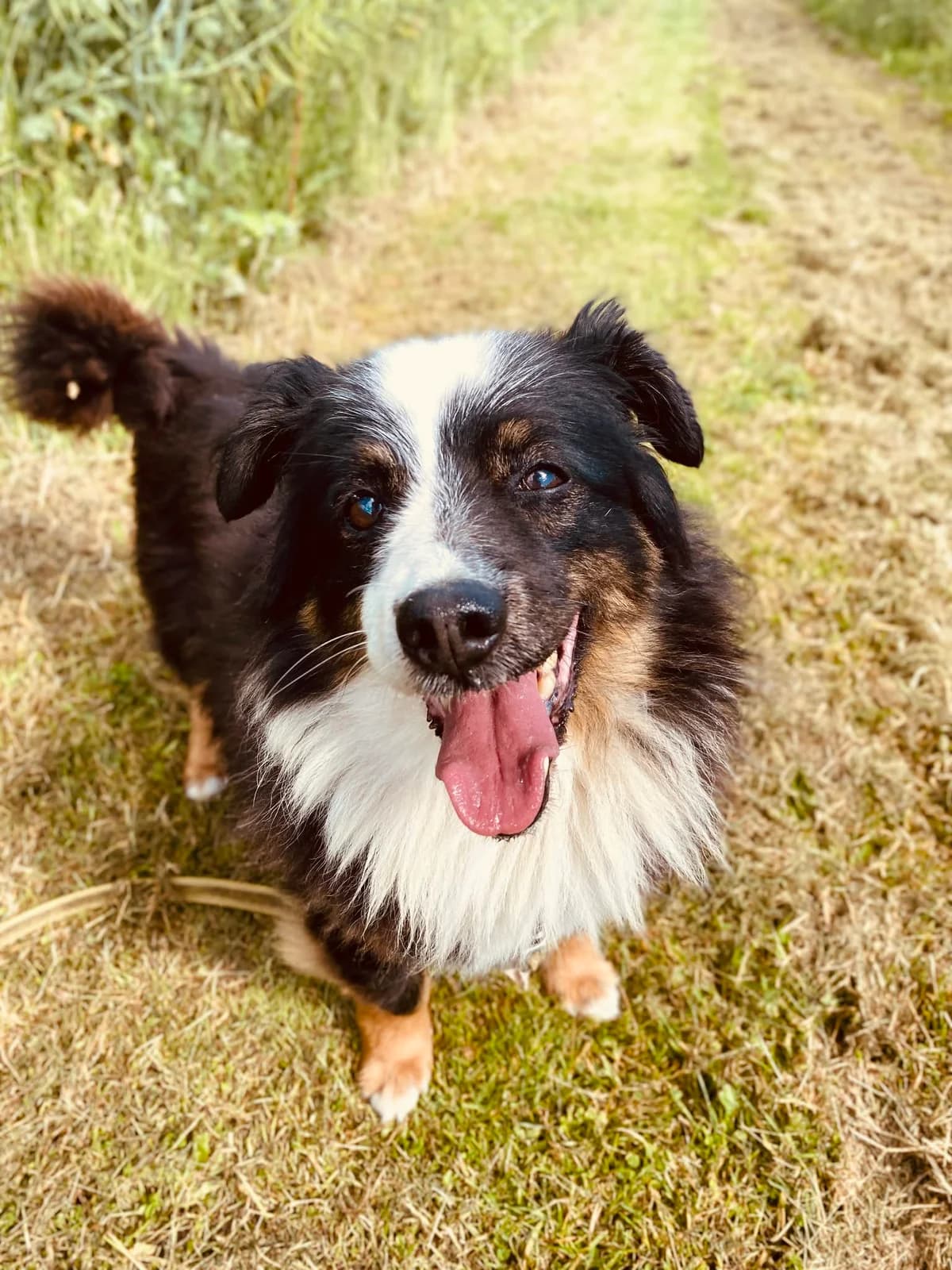 NORIS, male Mixed Breed for adoption at Šiaulių Letenėlė