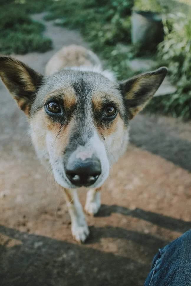 PALIKTIEJI – AURA, male Mixed Breed for adoption at Šiaulių Letenėlė