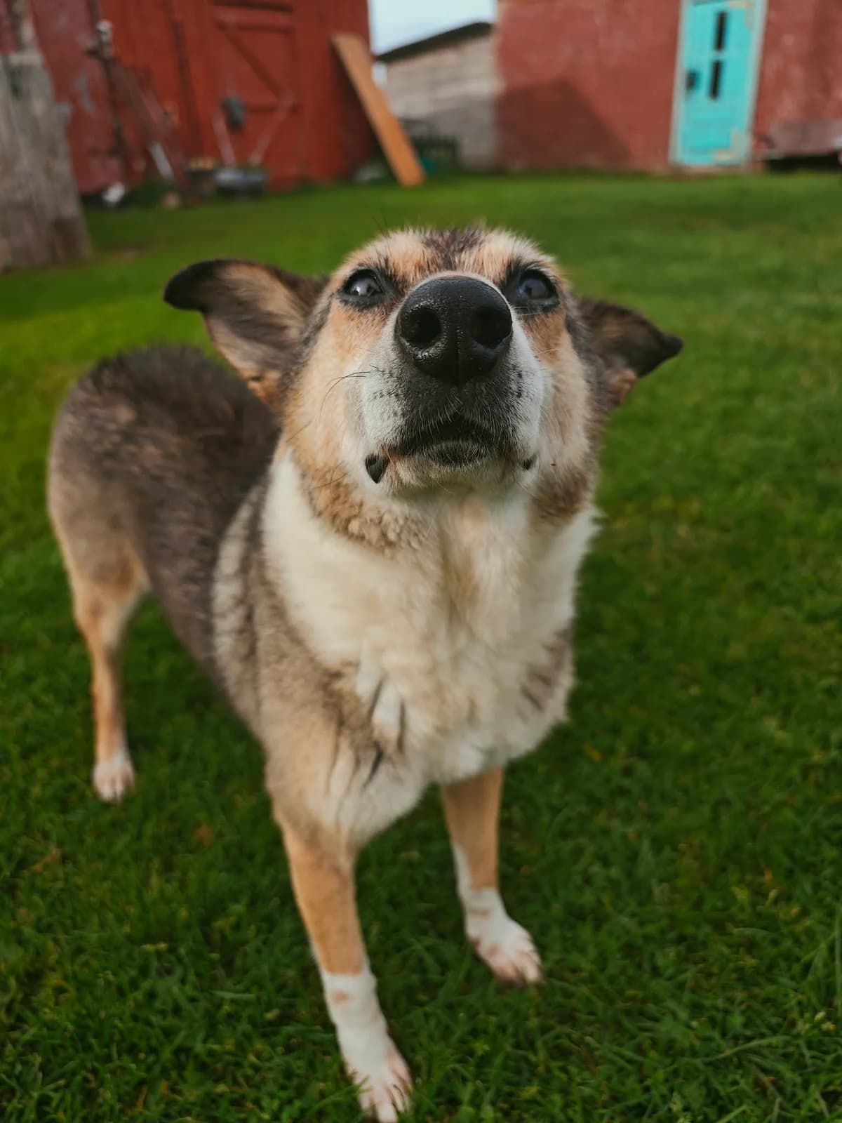 PALIKTIEJI – AURA, male Mixed Breed for adoption at Šiaulių Letenėlė