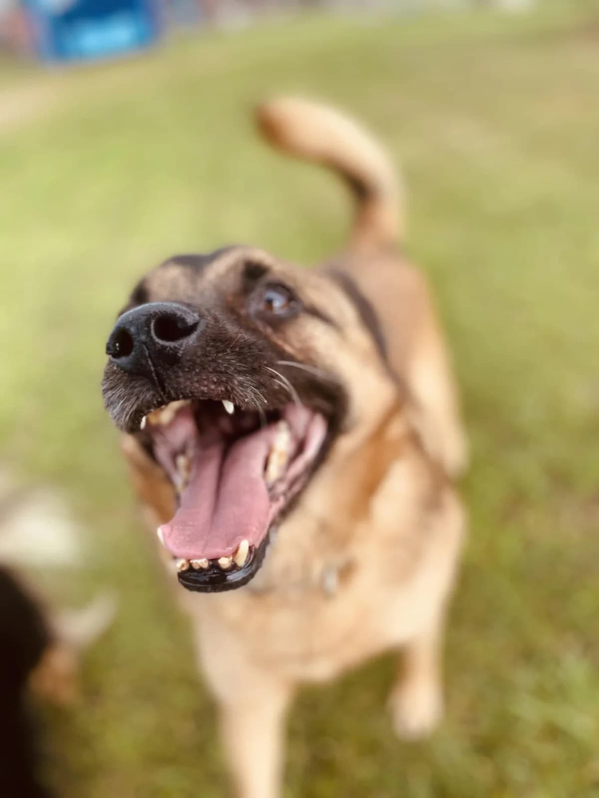 PILNA TROBA-GRIKIS, female Mixed Breed for adoption at Šiaulių Letenėlė