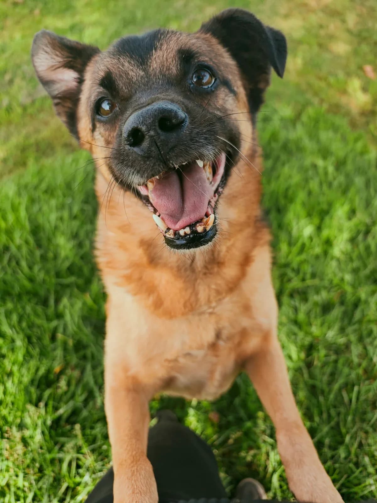 PILNA TROBA-GRIKIS, female Mixed Breed for adoption at Šiaulių Letenėlė