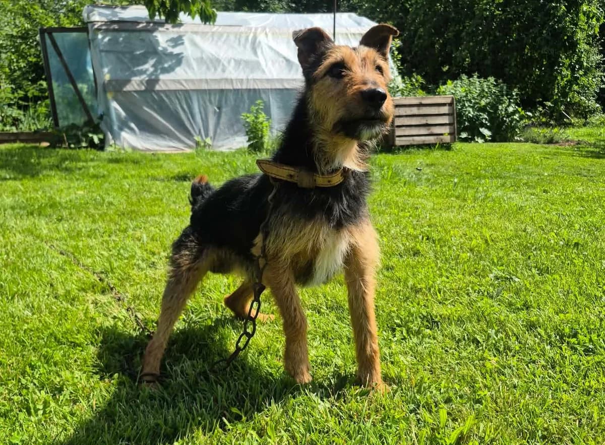 SANTOS HUGO, female Mixed Breed for adoption at Šiaulių Letenėlė