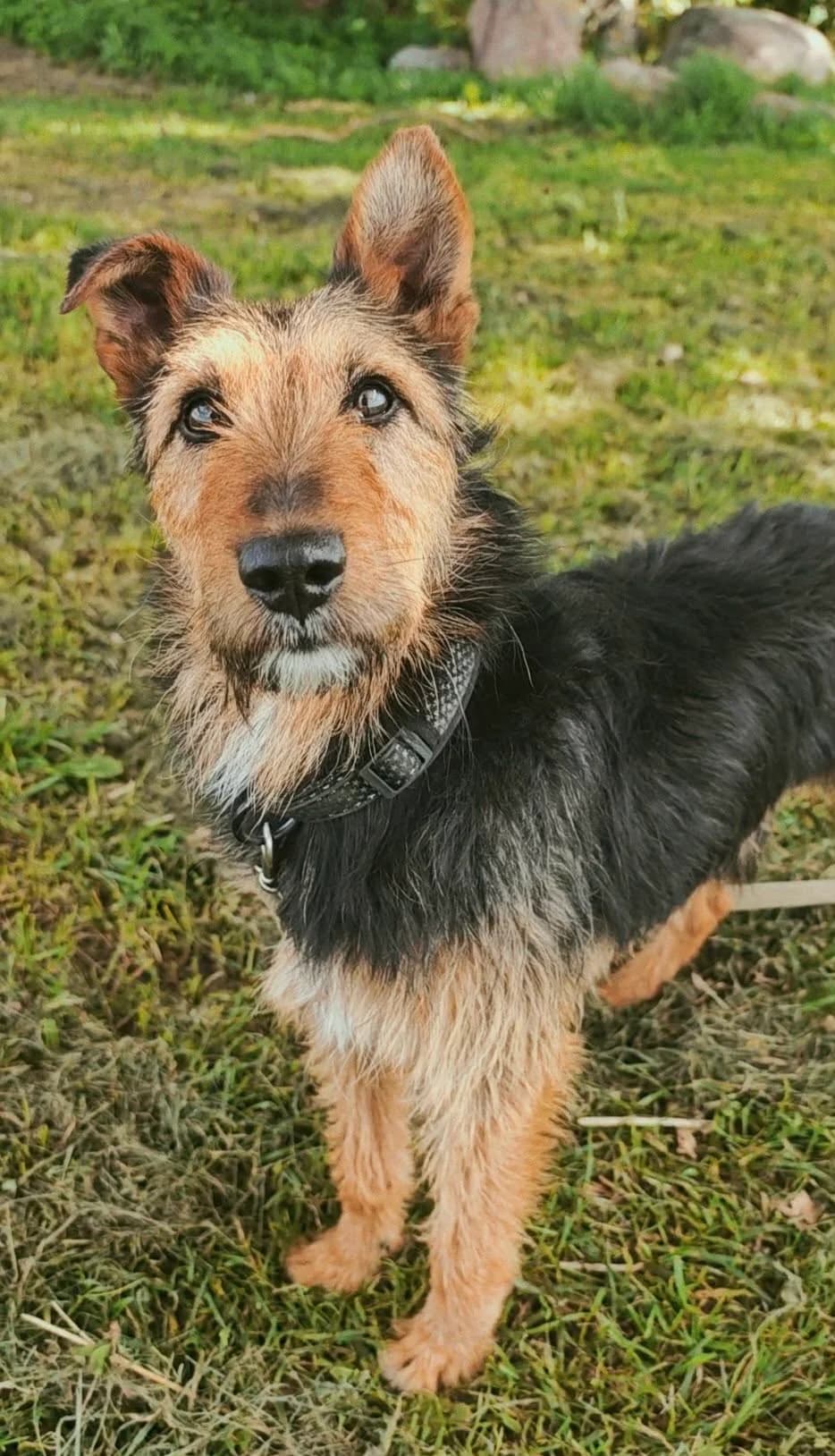 SANTOS HUGO, female senior Mixed Breed for adoption at Šiaulių Letenėlė