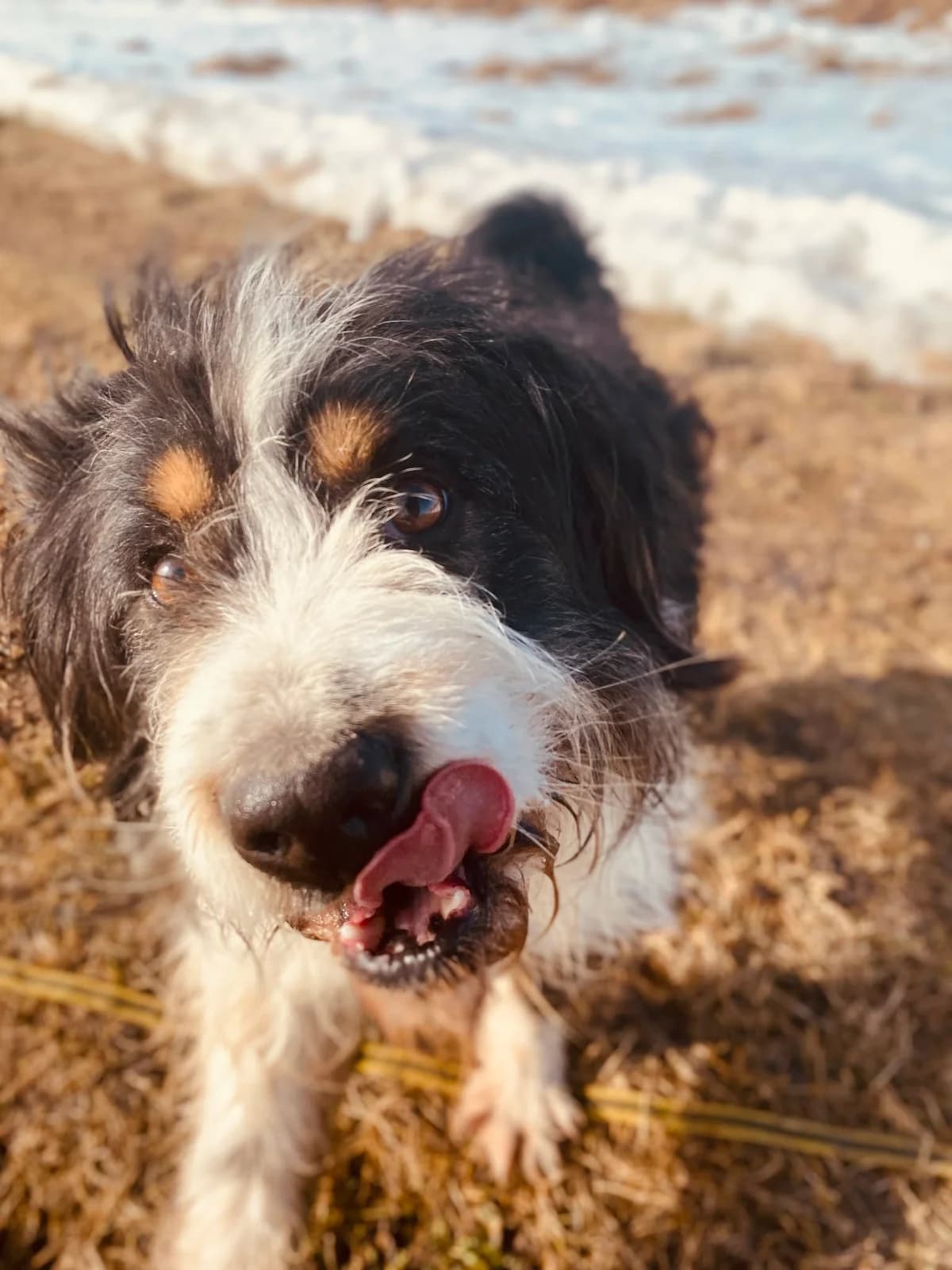MOBIS, female Mixed Breed for adoption at Šiaulių Letenėlė