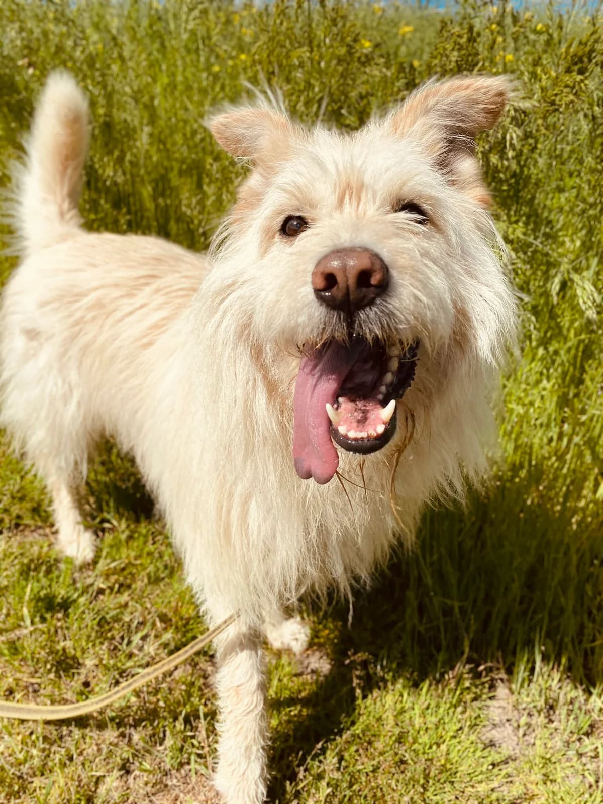 KREMAS, male Mixed Breed for adoption at Šiaulių Letenėlė