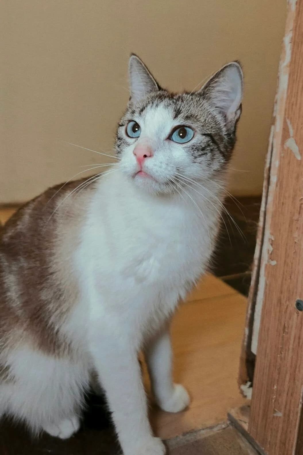 SNIEGUOLĖ IR SPURGYTĖ, 4yo Mixed Breed for adoption at Šiaulių Letenėlė